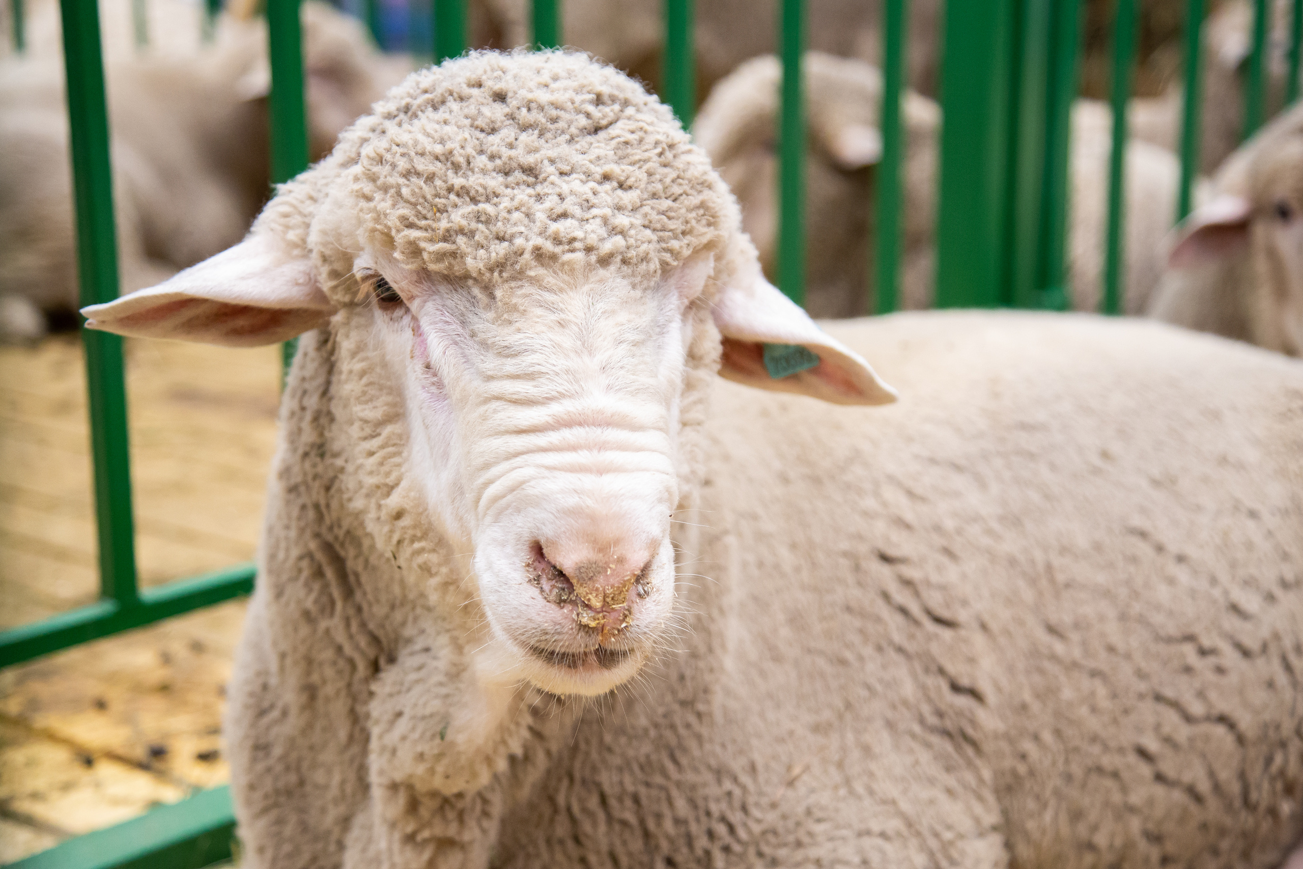 Выставка "Золотая осень". Photographer Sonkina Tatiana (Tanya Ash)