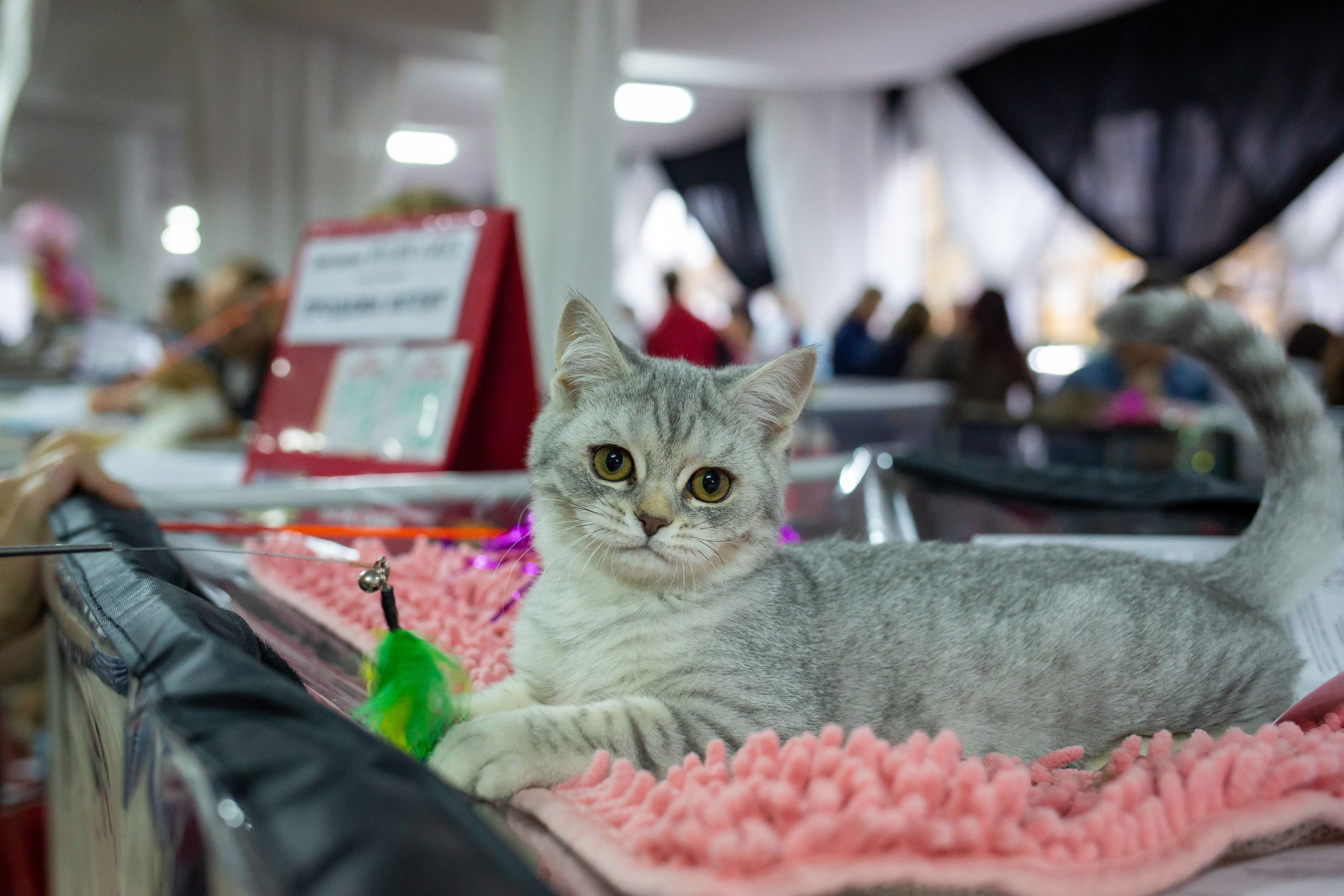 Felis 2018. Фотограф Сонкина Татьяна