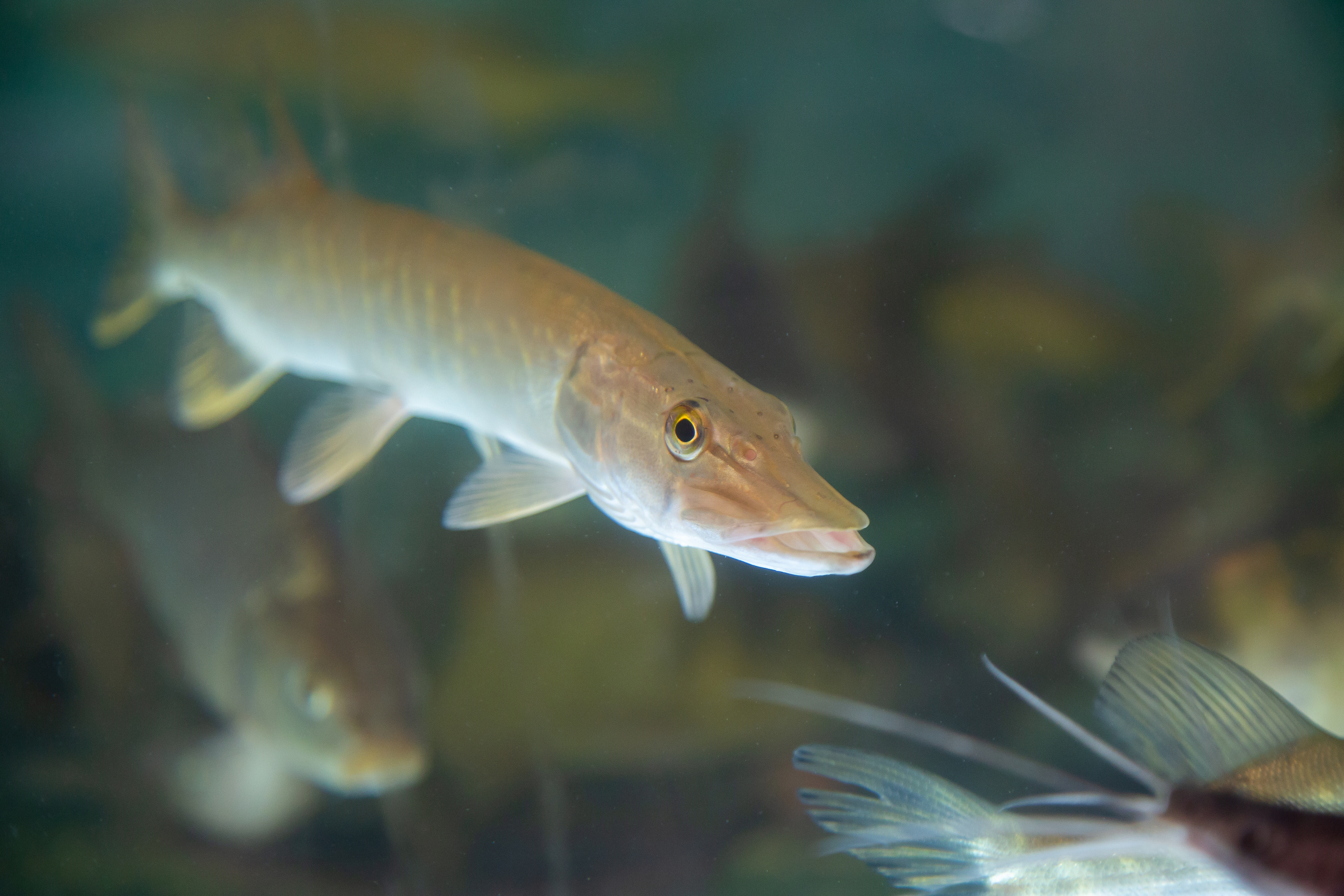 Выставка "Золотая осень". Photographer Sonkina Tatiana (Tanya Ash)