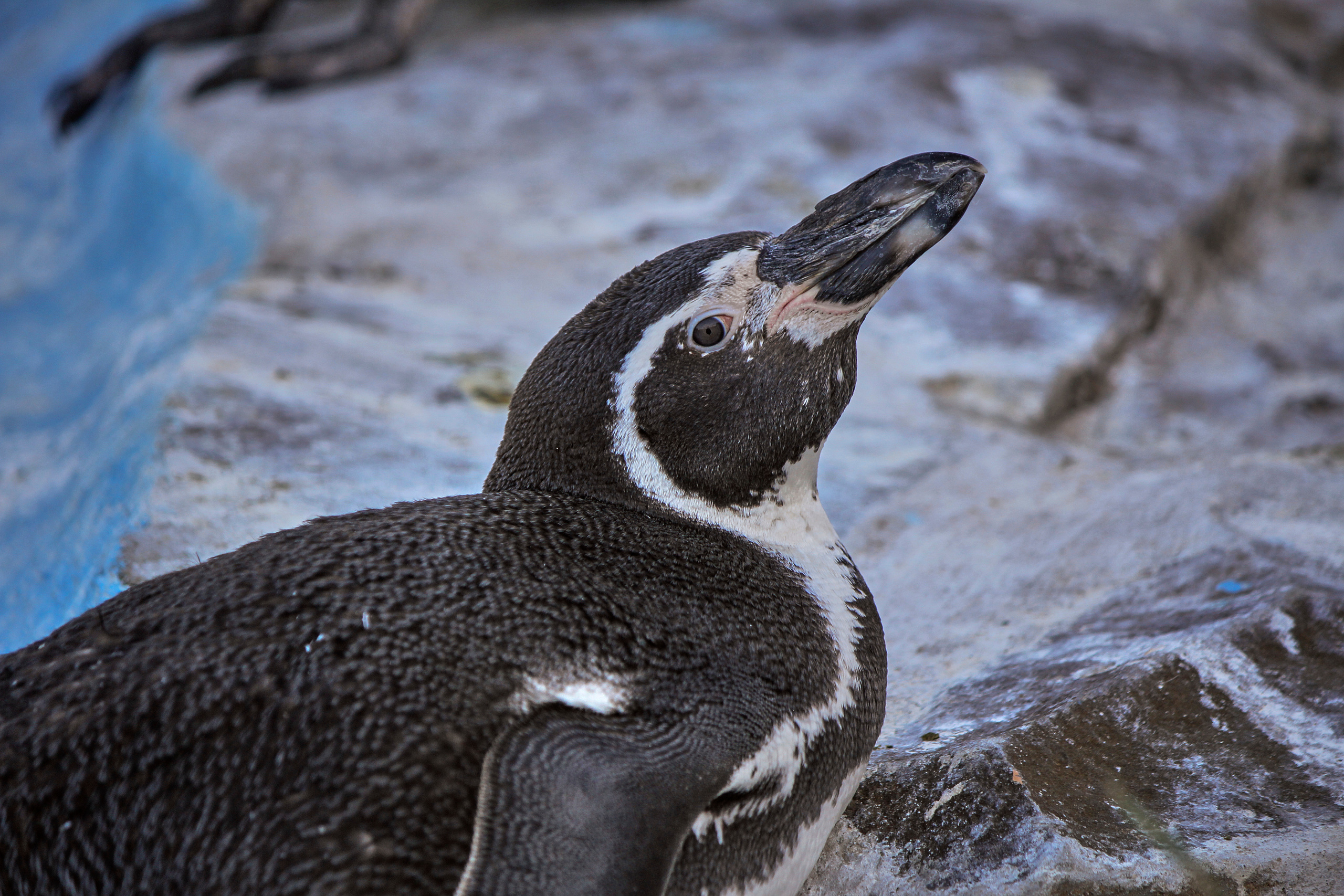 Зоопарк "Планета обезьян". Photographer Sonkina Tatiana (Tanya Ash)