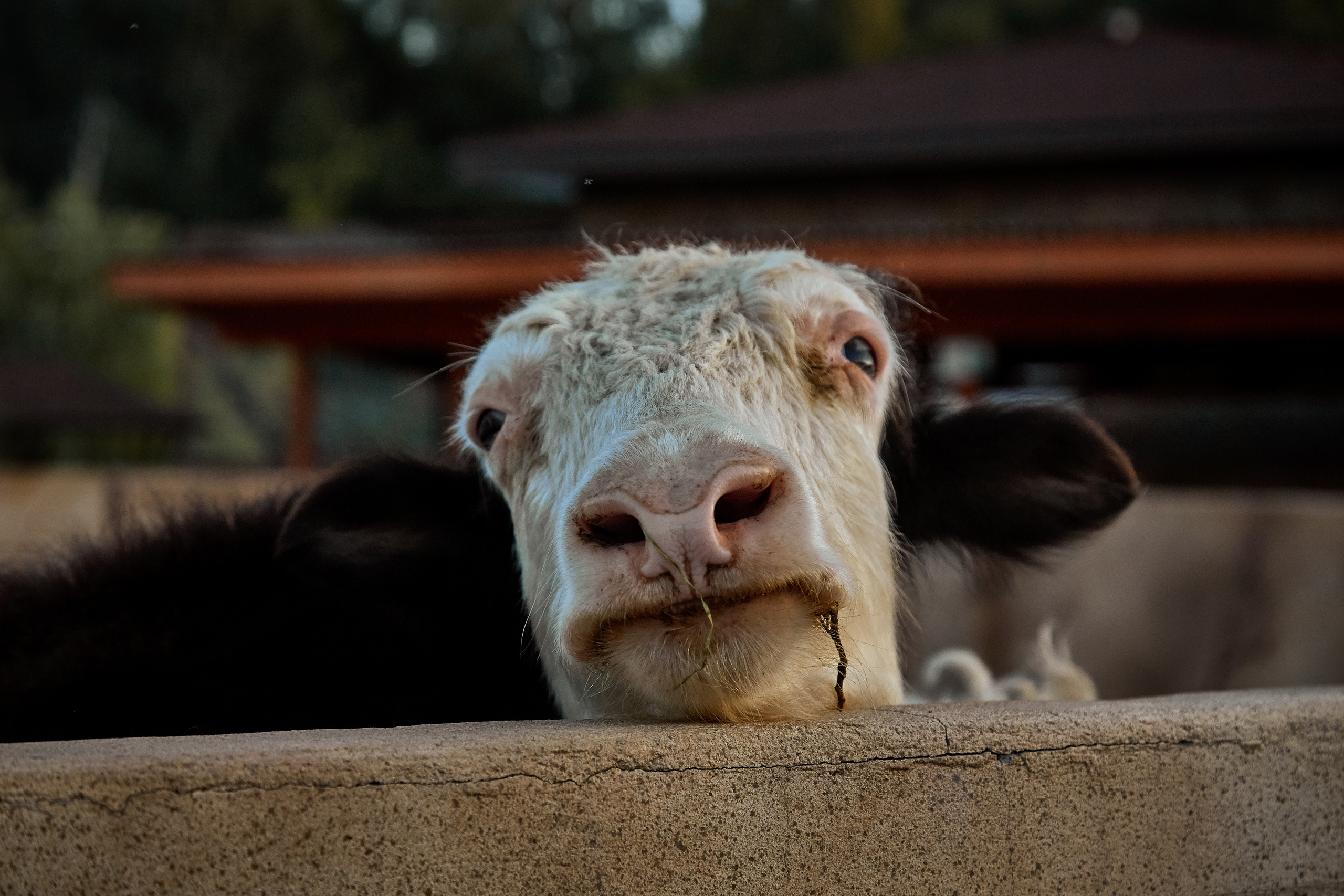 Зоопарк "Планета обезьян". Photographer Sonkina Tatiana (Tanya Ash)