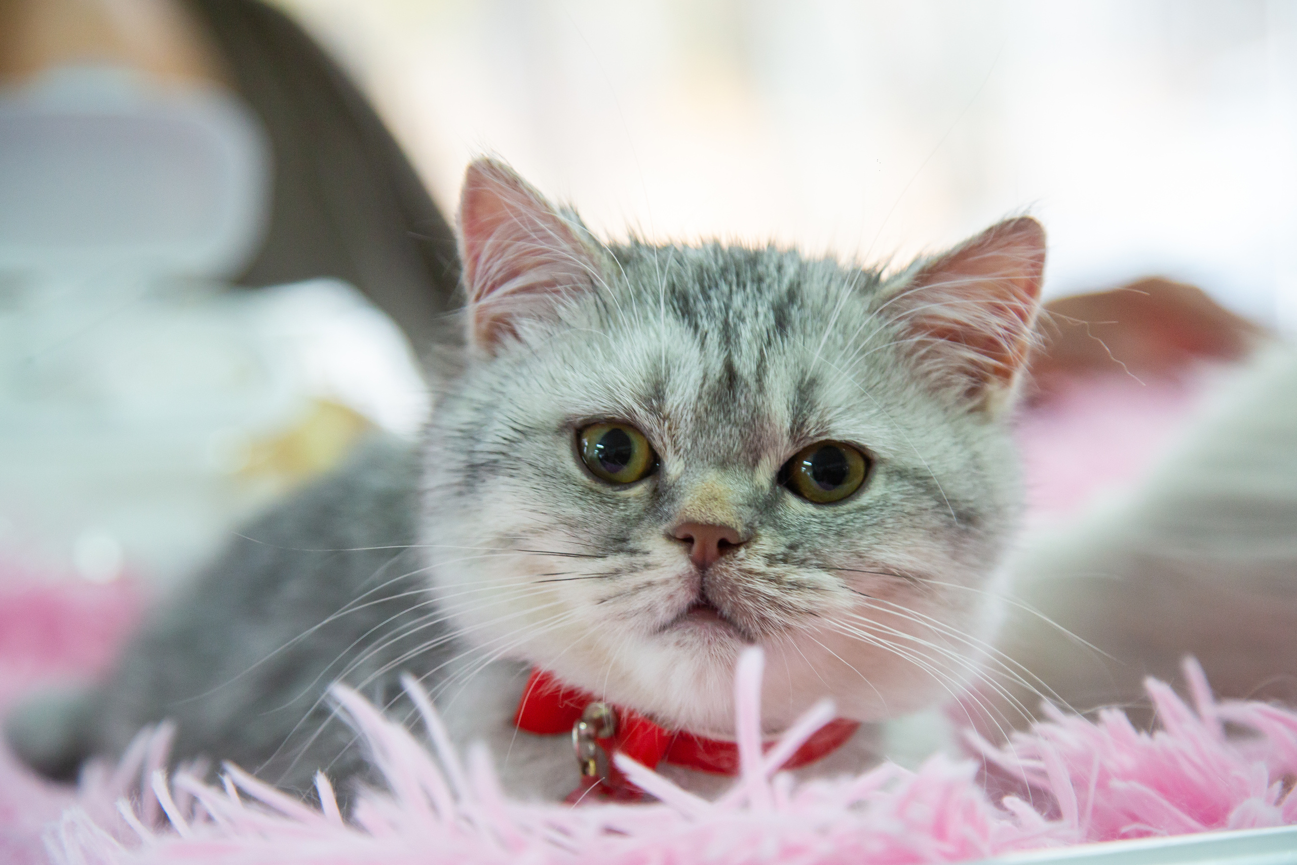 Felis 2018. Фотограф Сонкина Татьяна