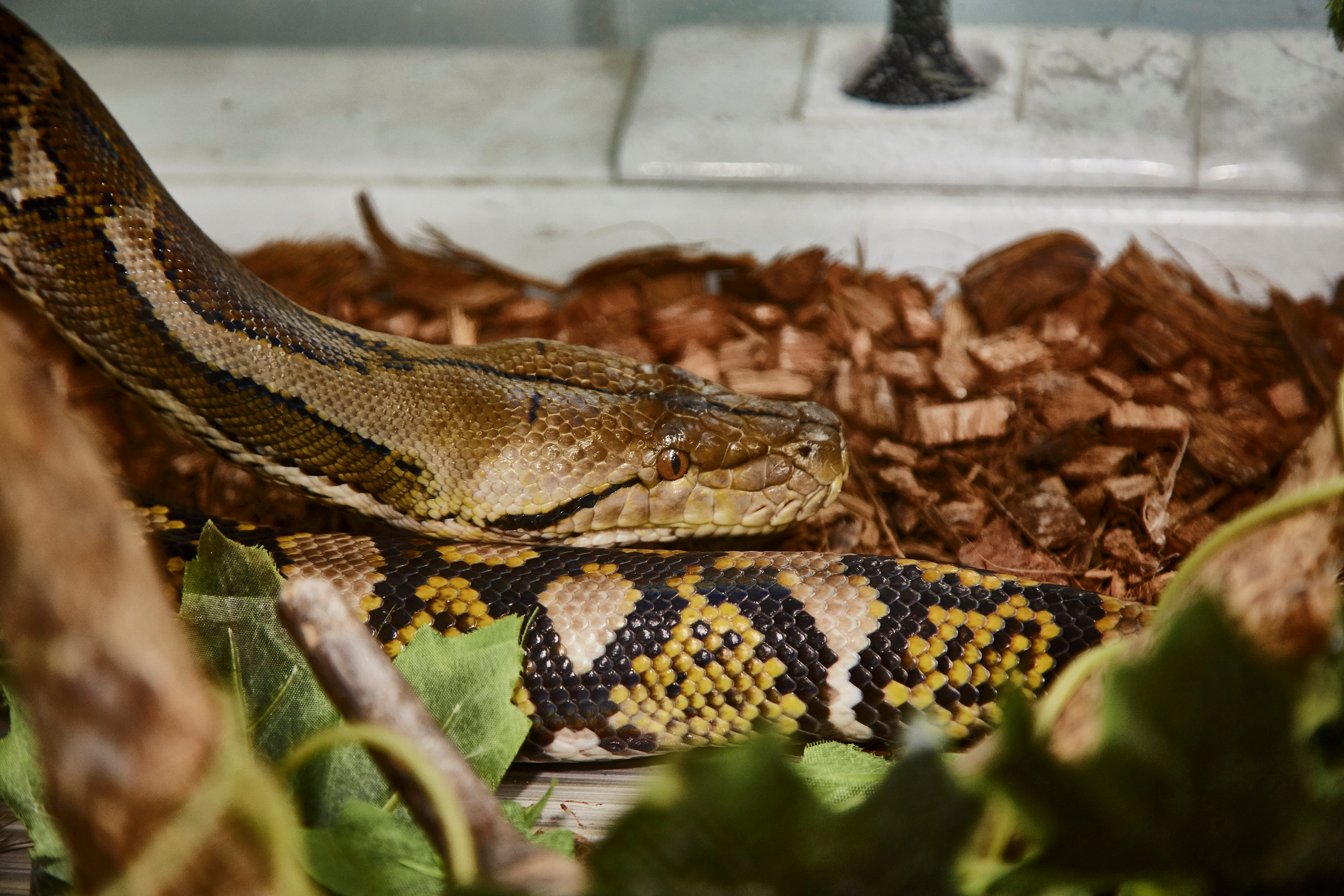 Тропикариум "Белый кенгуру". Photographer Sonkina Tatiana (Tanya Ash)