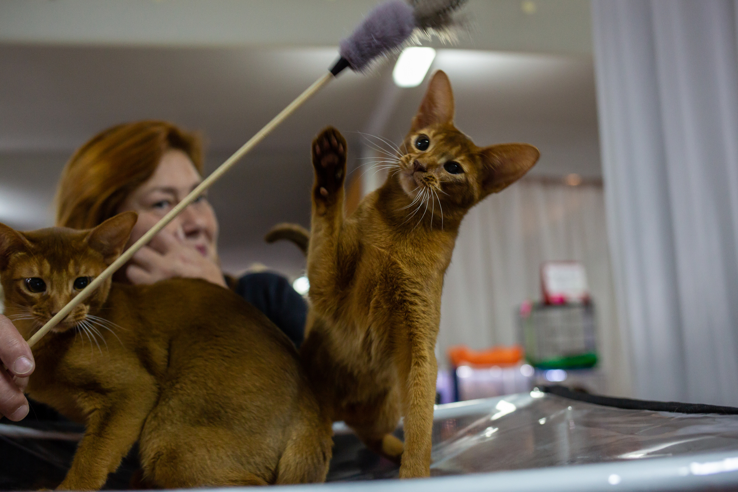 Felis 2018. Фотограф Сонкина Татьяна