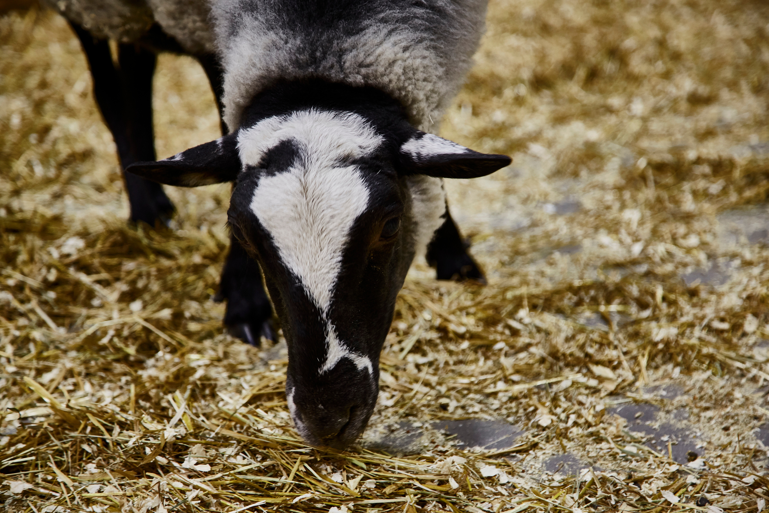 Контактный зоопарк "Белый Кенгуру". Фотограф Сонкина Татьяна