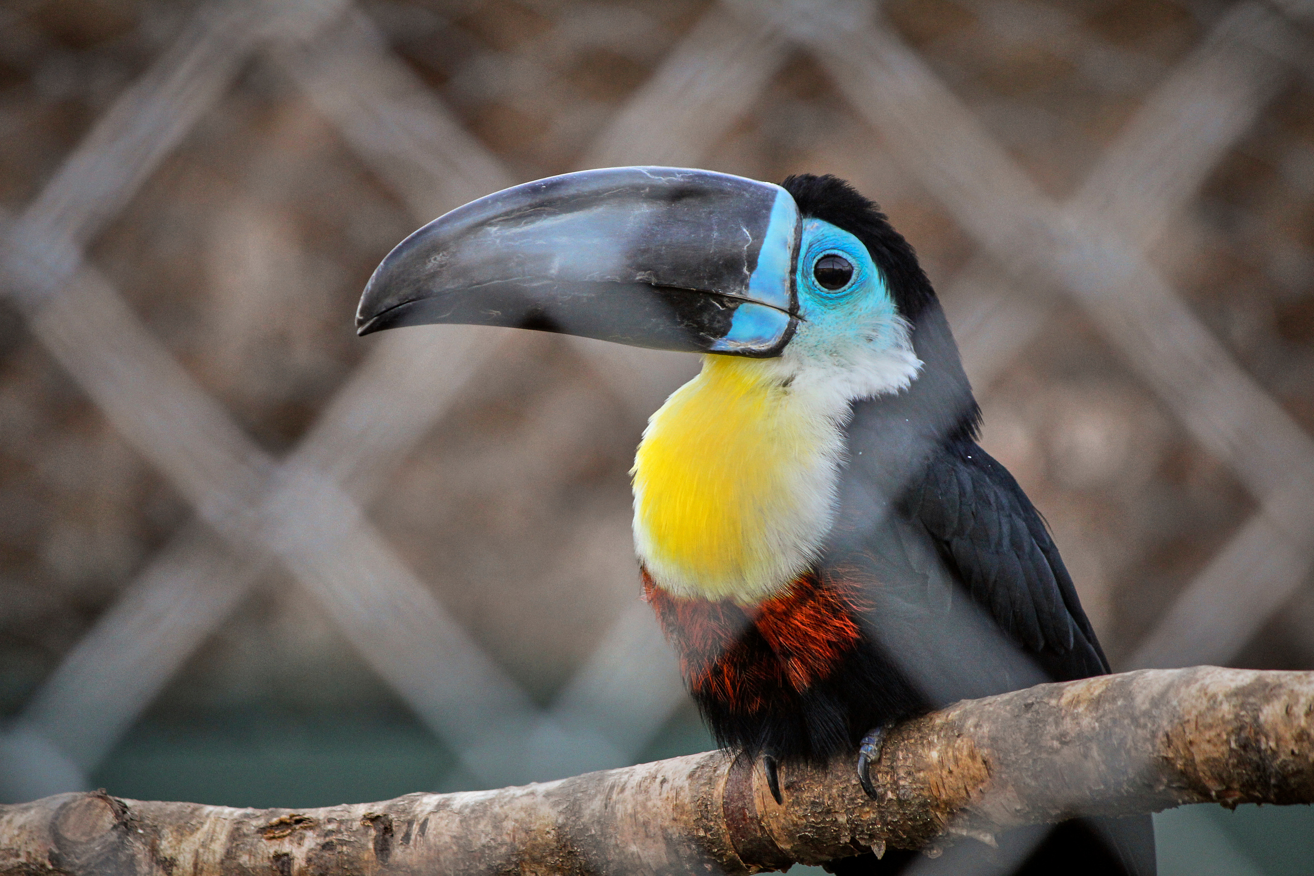 Зоопарк "Планета обезьян". Photographer Sonkina Tatiana (Tanya Ash)