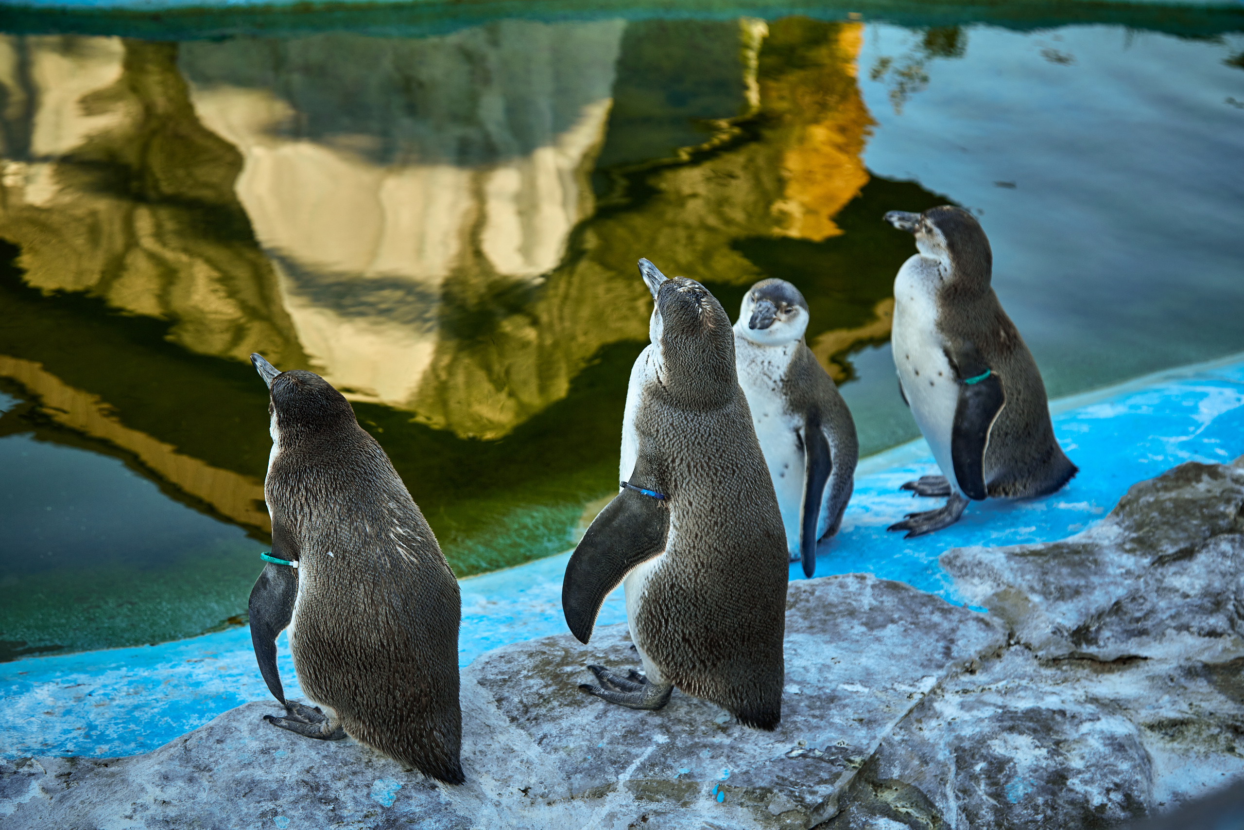 Зоопарк "Планета обезьян". Photographer Sonkina Tatiana (Tanya Ash)