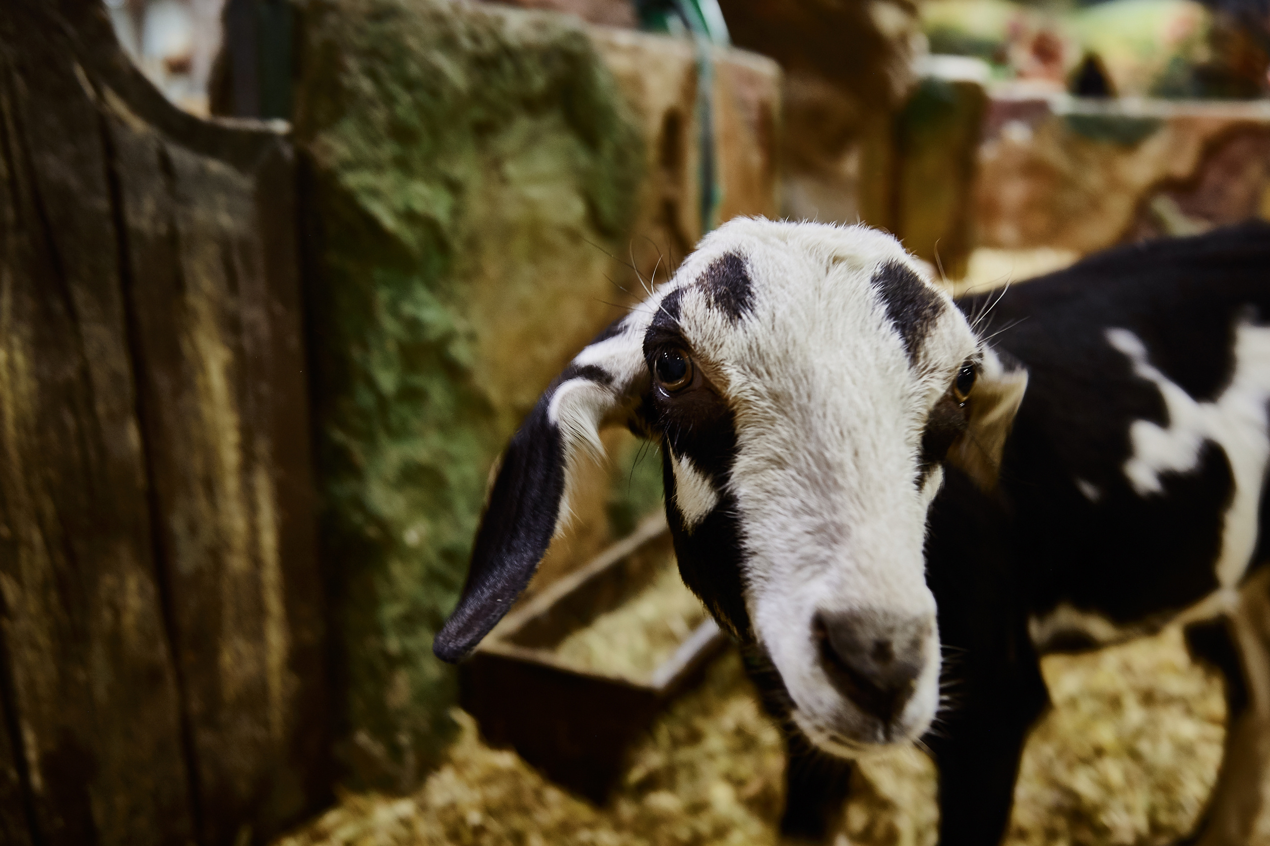Контактный зоопарк "Белый Кенгуру". Фотограф Сонкина Татьяна