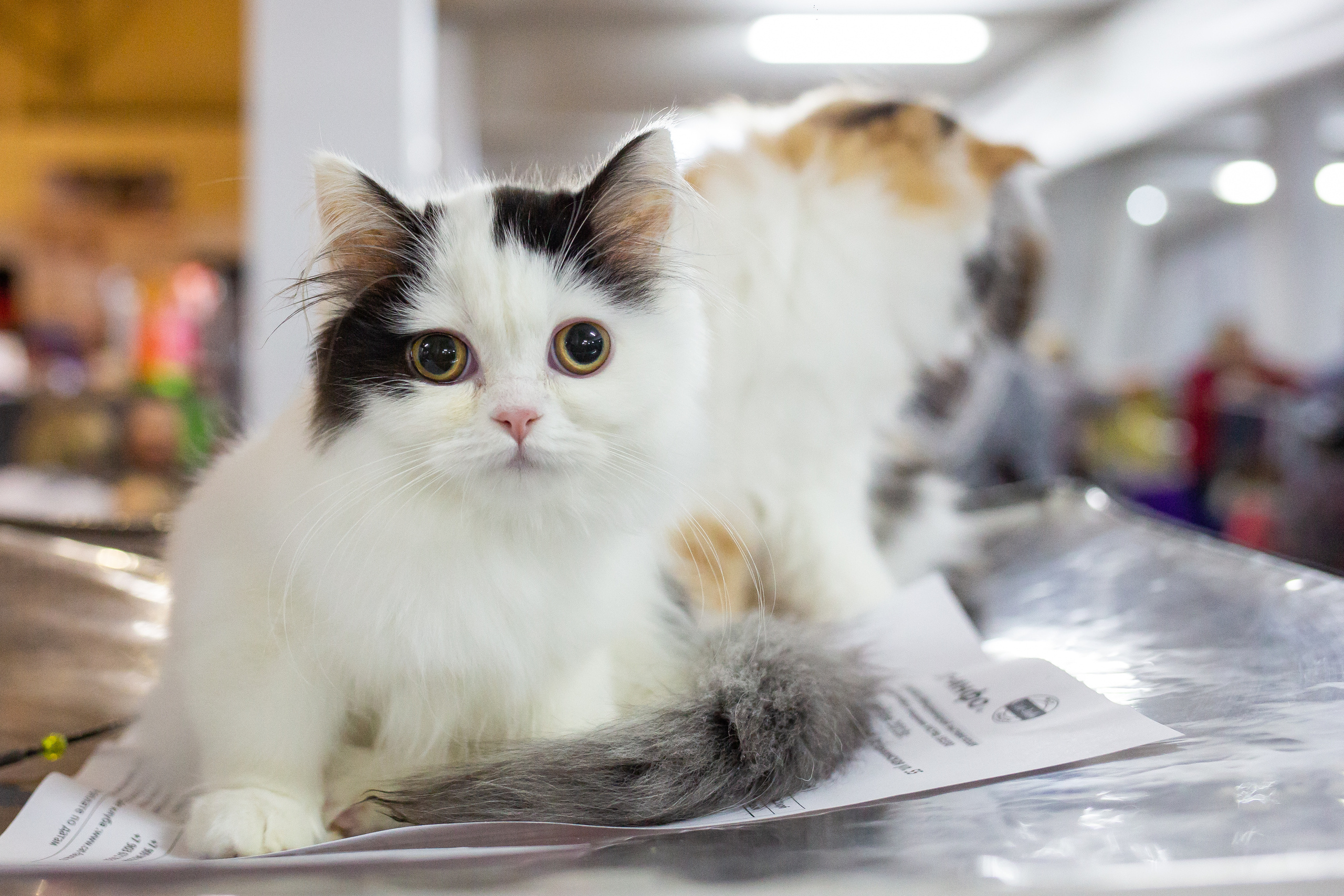 Felis 2018. Фотограф Сонкина Татьяна