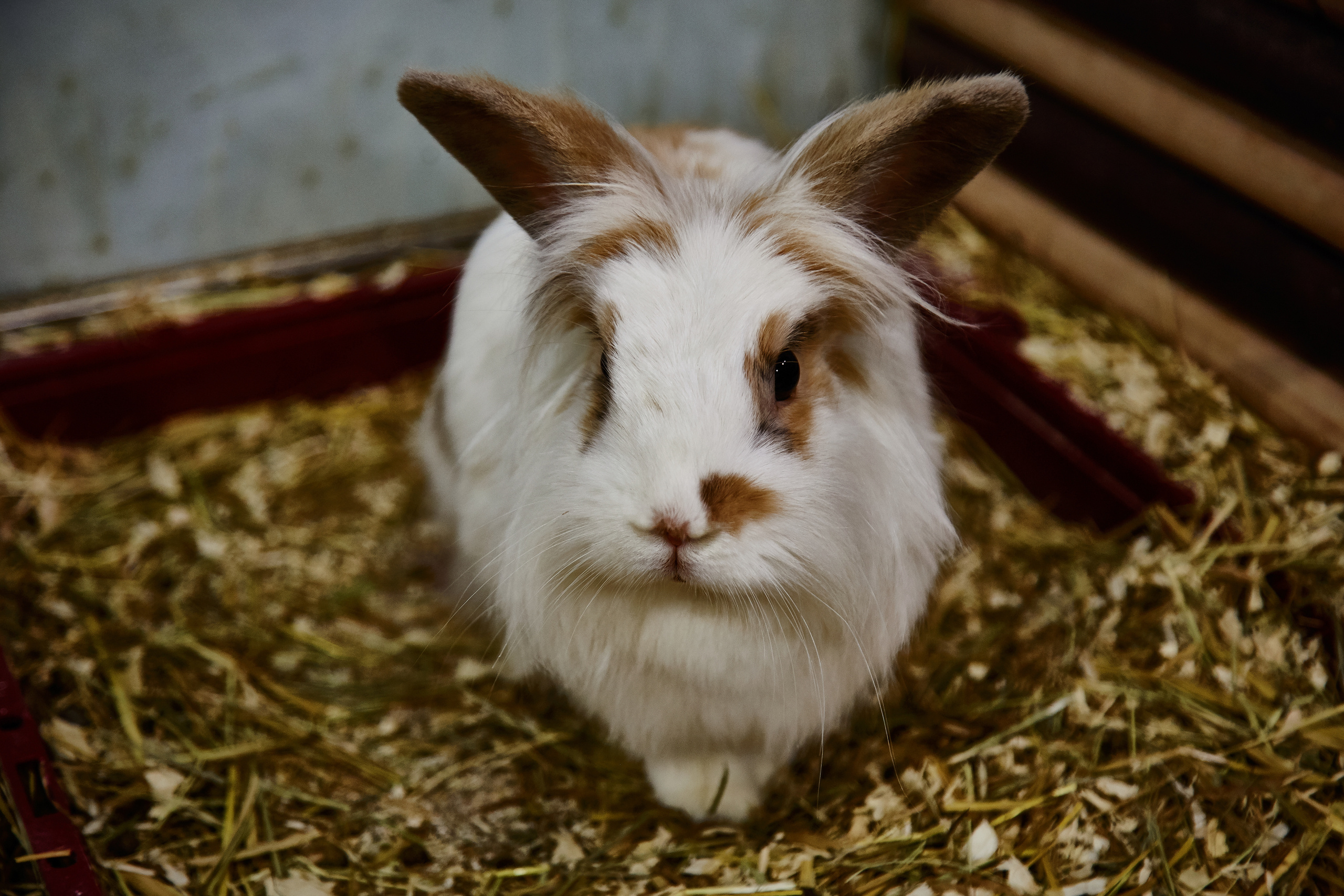 Контактный зоопарк "Белый Кенгуру". Фотограф Сонкина Татьяна
