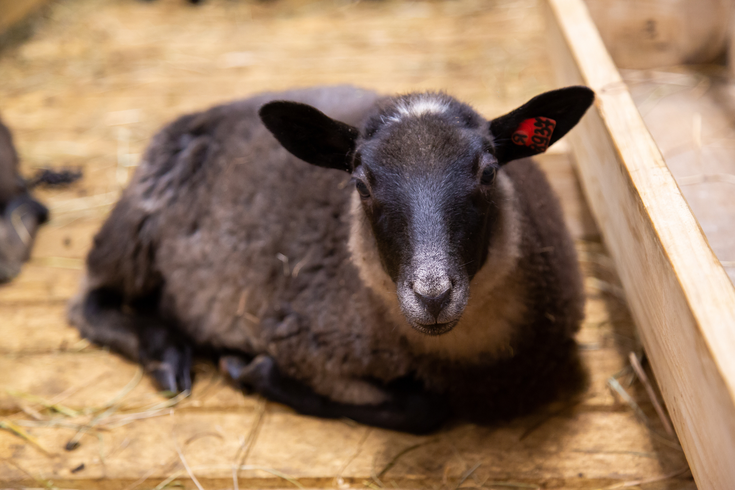 Выставка "Золотая осень". Photographer Sonkina Tatiana (Tanya Ash)