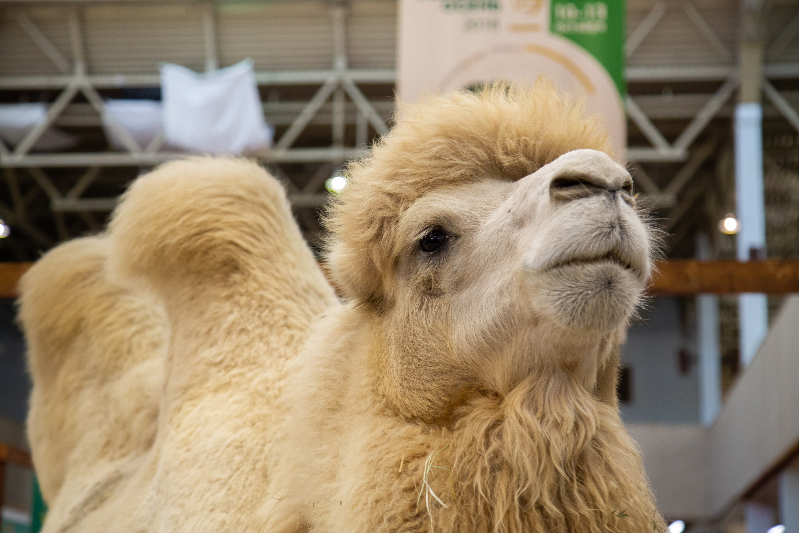 Выставка "Золотая осень". Photographer Sonkina Tatiana (Tanya Ash)