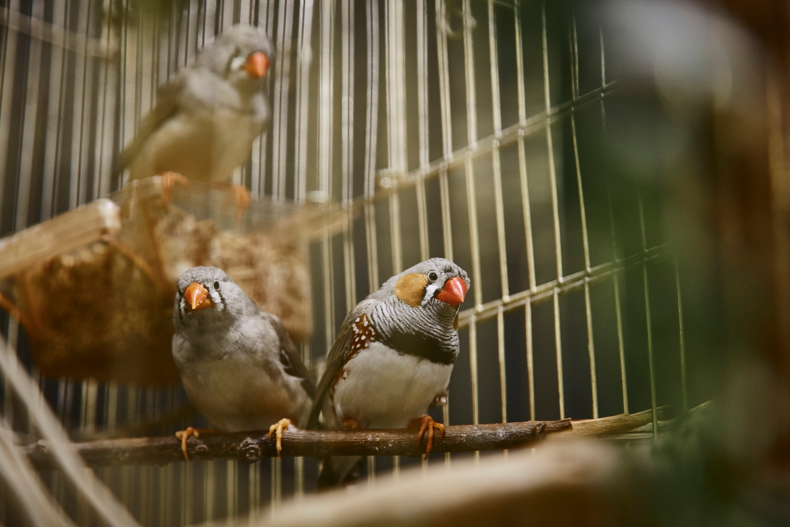 Тропикариум "Белый кенгуру". Photographer Sonkina Tatiana (Tanya Ash)