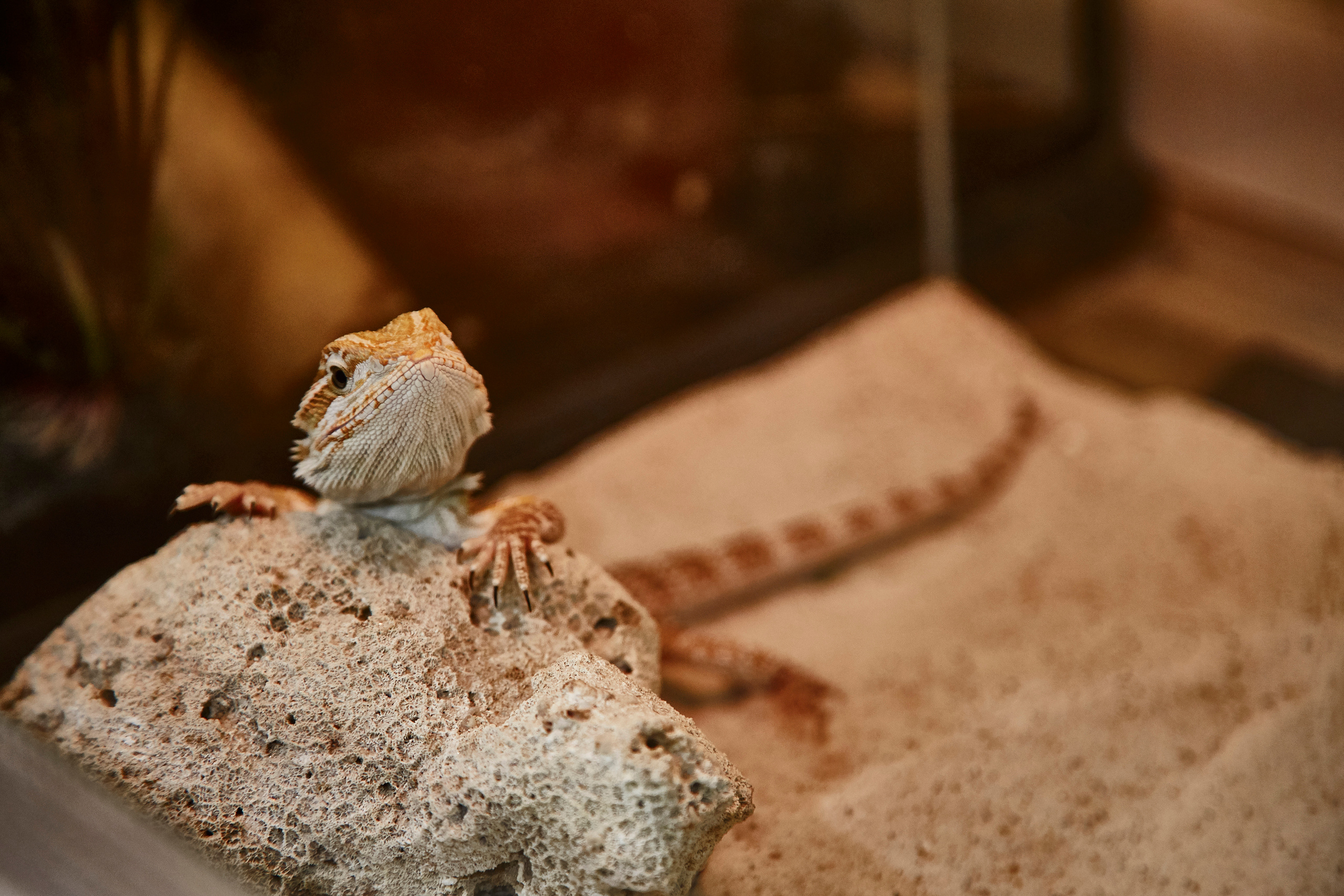 Тропикариум "Белый кенгуру". Photographer Sonkina Tatiana (Tanya Ash)