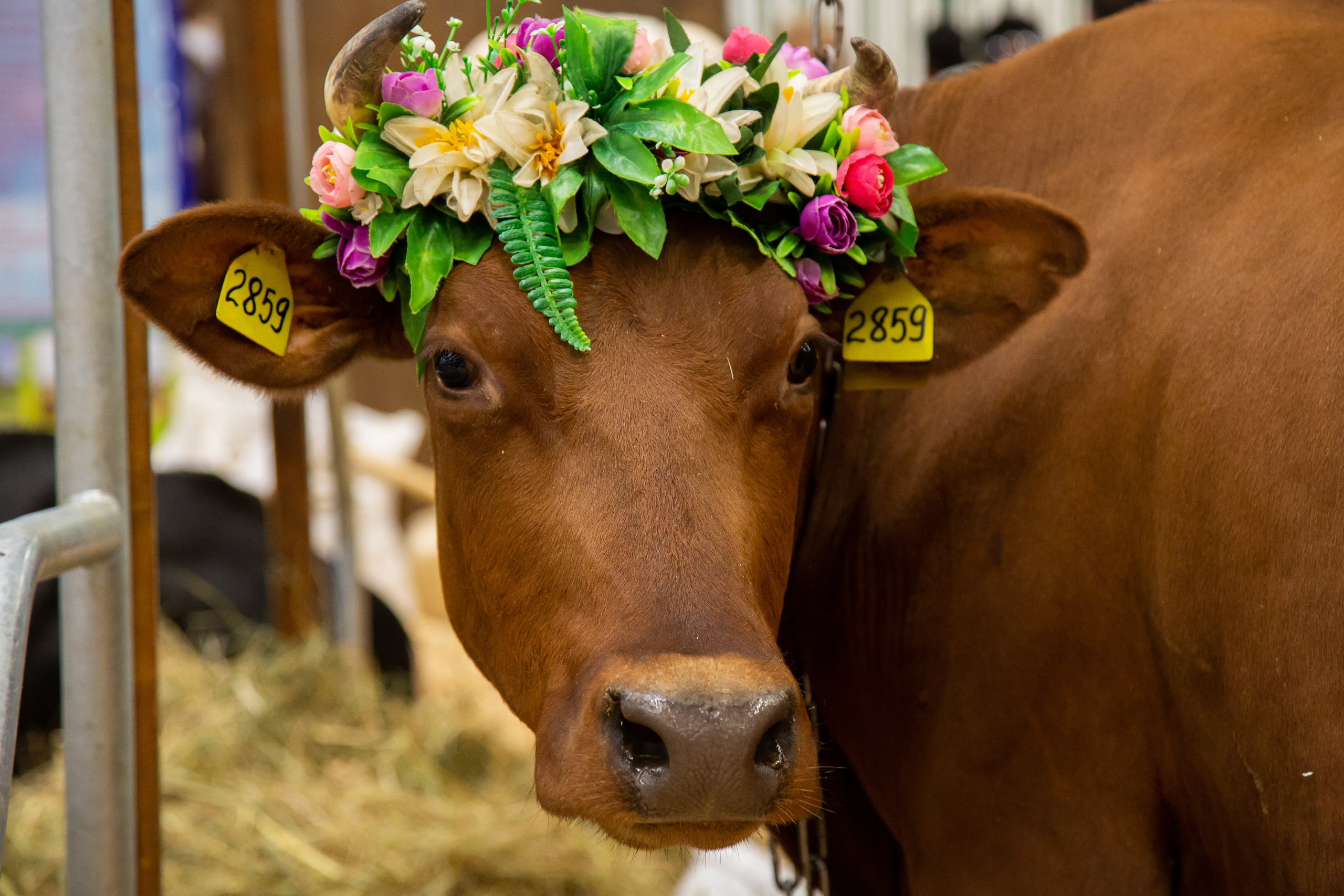 Выставка "Золотая осень". Photographer Sonkina Tatiana (Tanya Ash)
