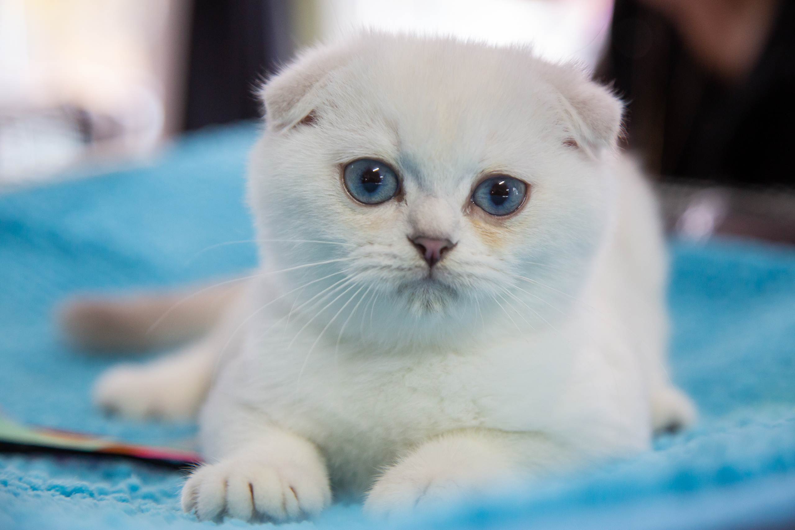 Felis 2018. Фотограф Сонкина Татьяна