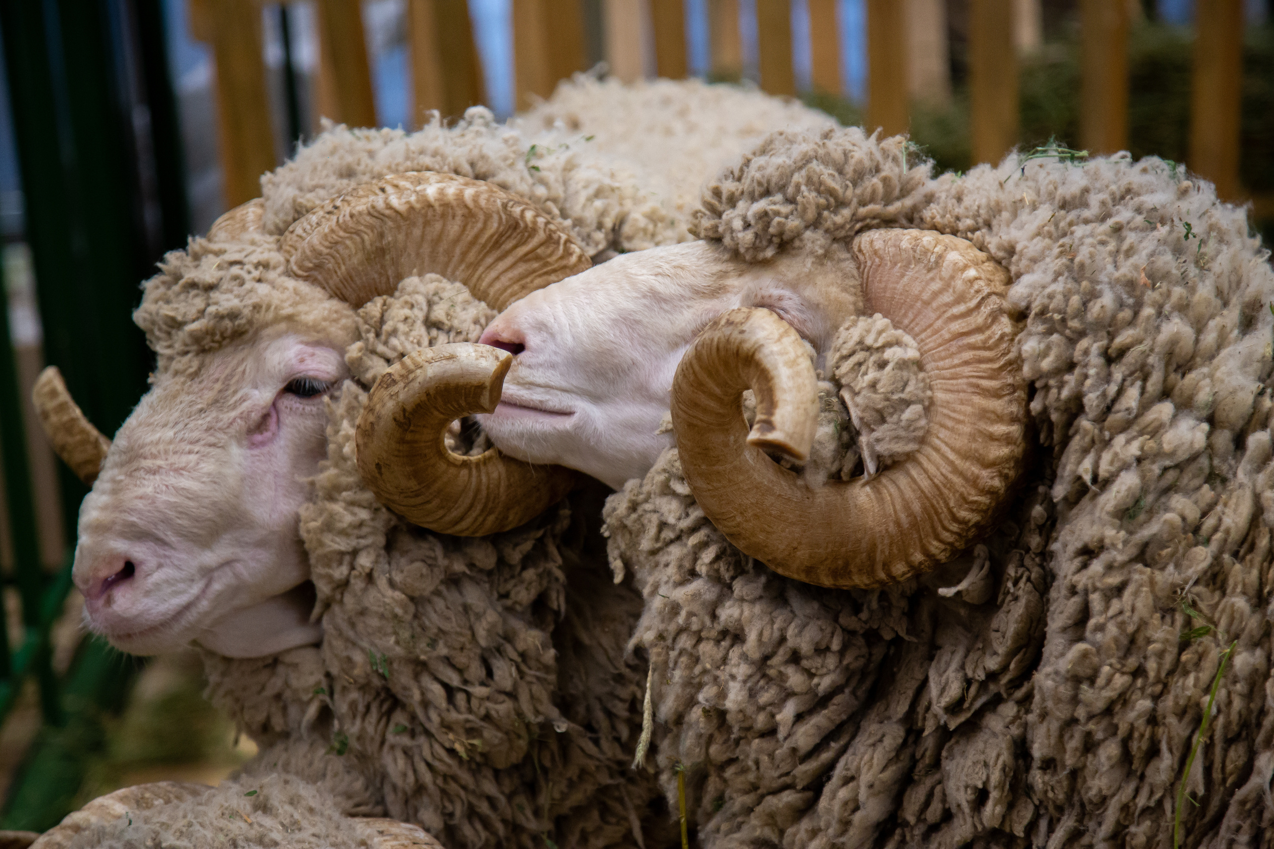 Выставка "Золотая осень". Photographer Sonkina Tatiana (Tanya Ash)