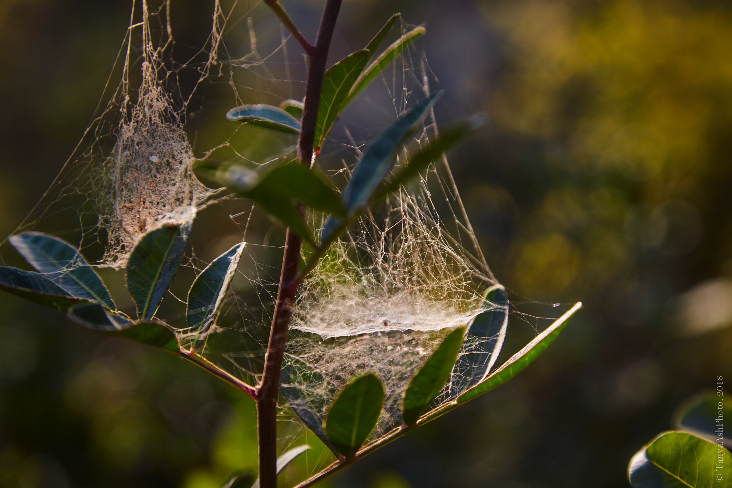 Фотографии Кипра и Пафоса. Photographer Sonkina Tatiana (Tanya Ash)