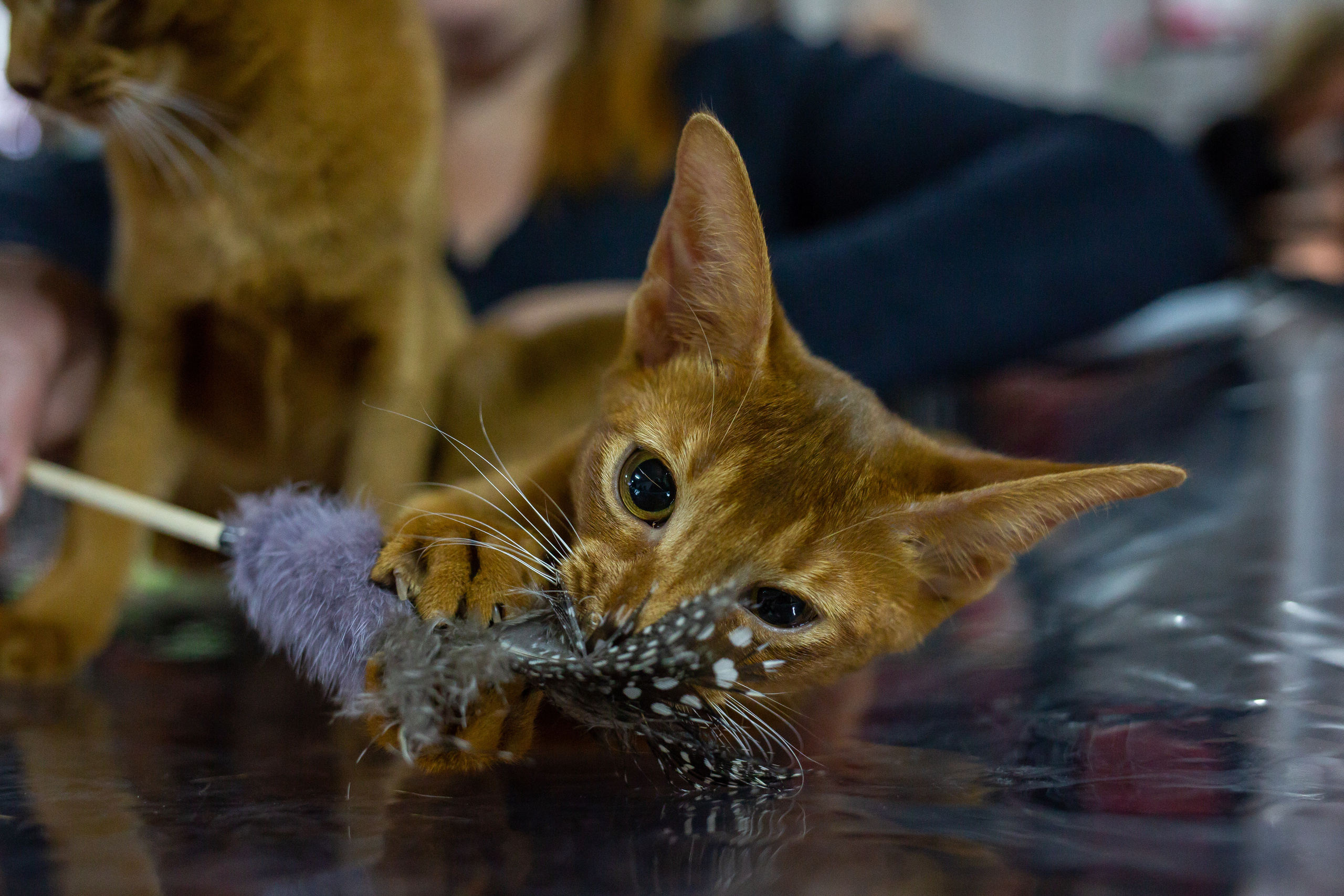 Felis 2018. Фотограф Сонкина Татьяна