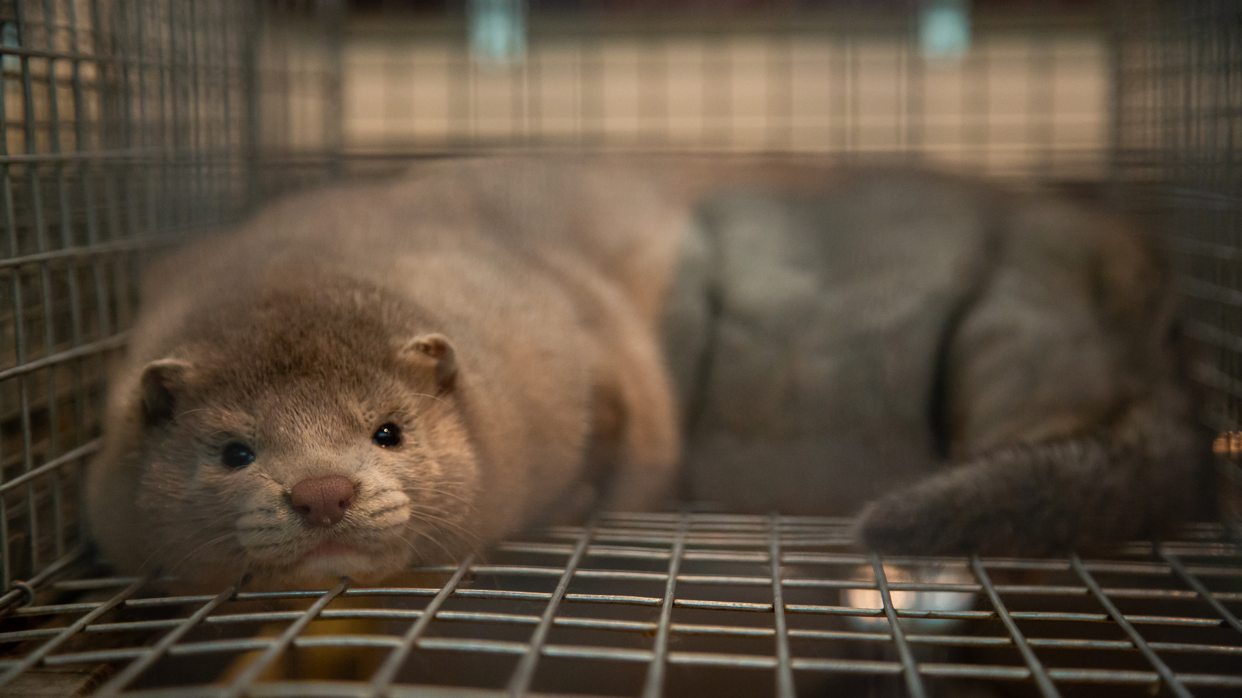 Выставка "Золотая осень". Photographer Sonkina Tatiana (Tanya Ash)