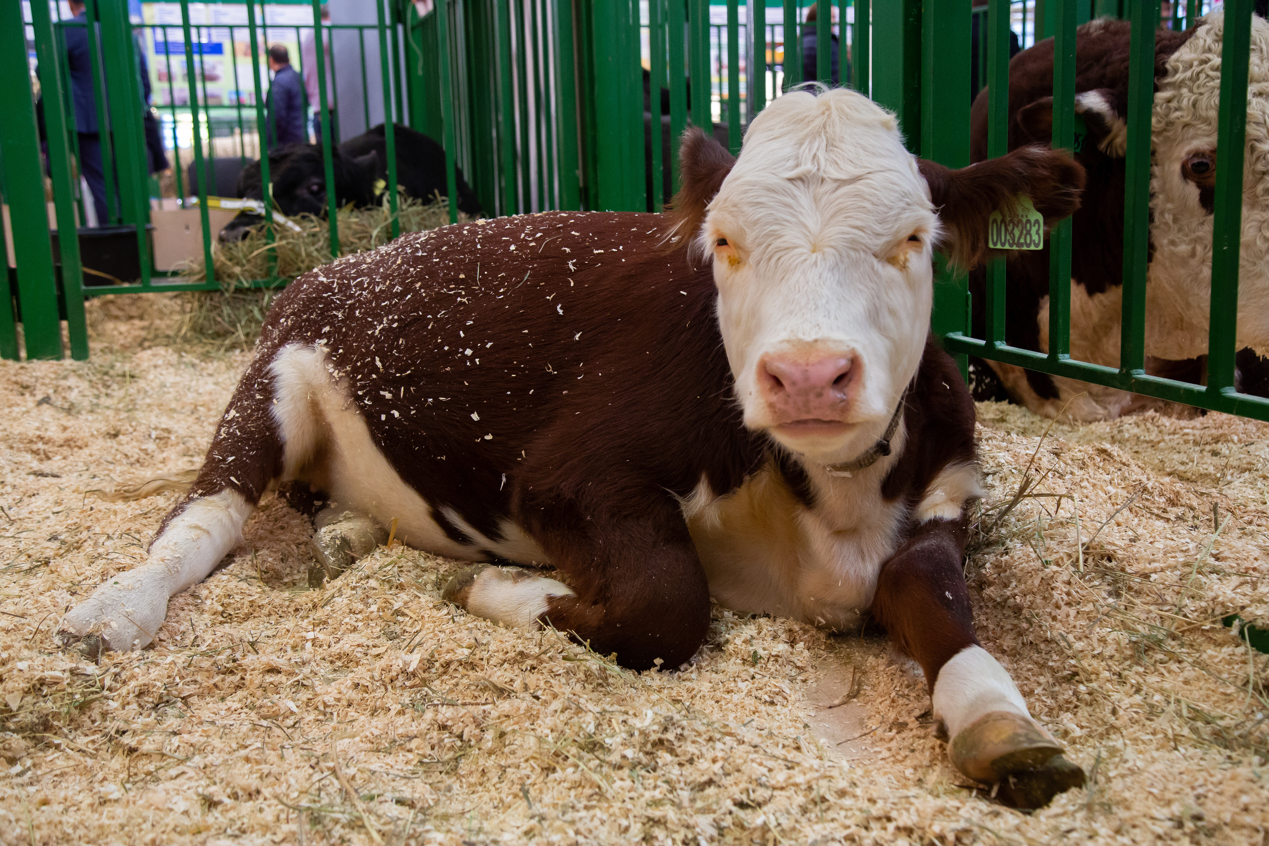 Выставка "Золотая осень". Photographer Sonkina Tatiana (Tanya Ash)