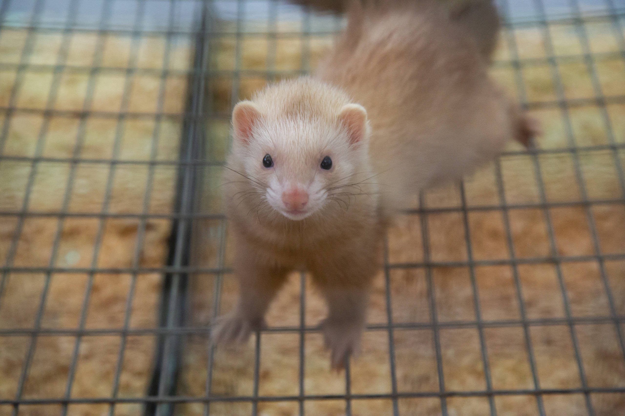 Выставка "Золотая осень". Photographer Sonkina Tatiana (Tanya Ash)