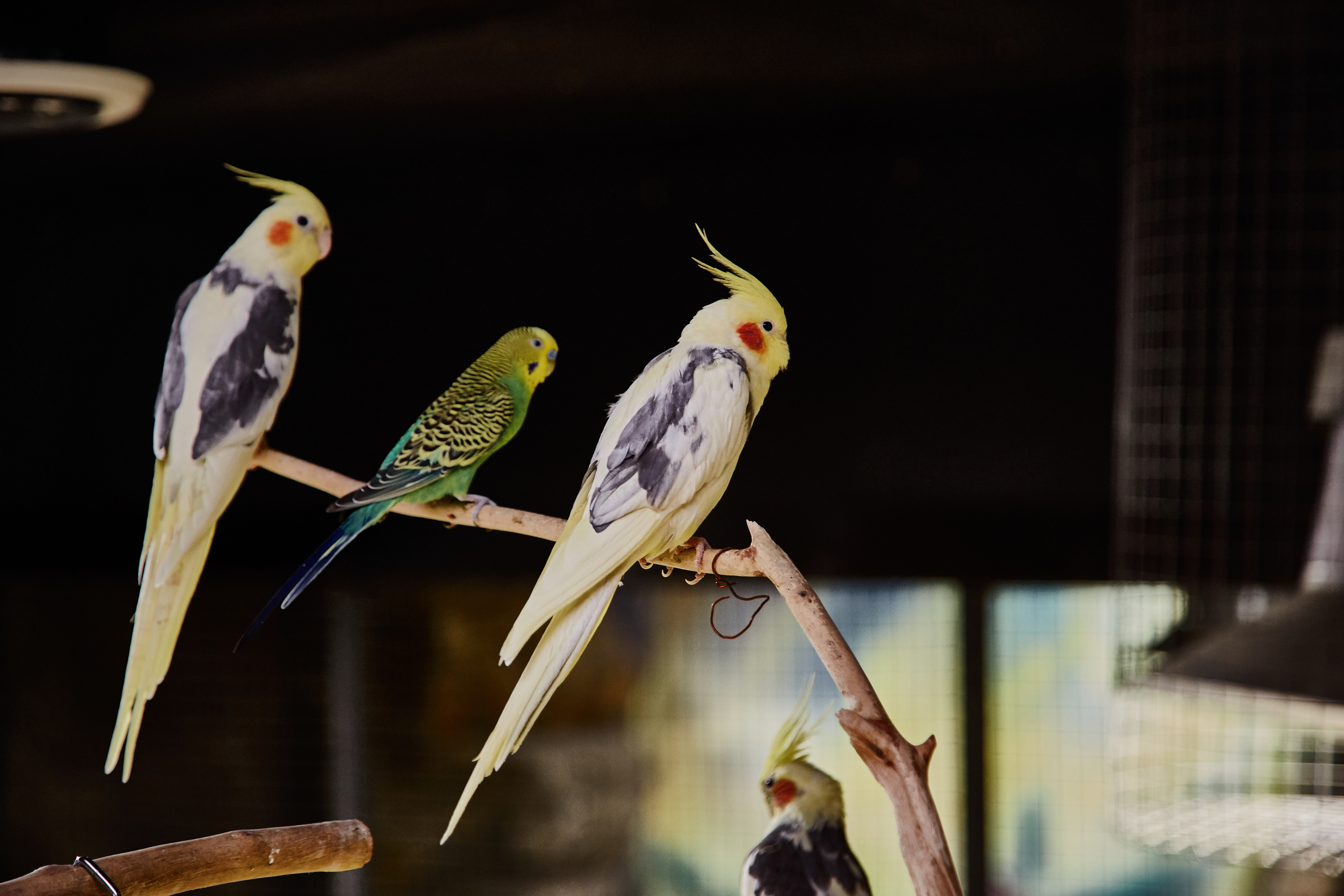 Контактный зоопарк "Белый Кенгуру". Фотограф Сонкина Татьяна