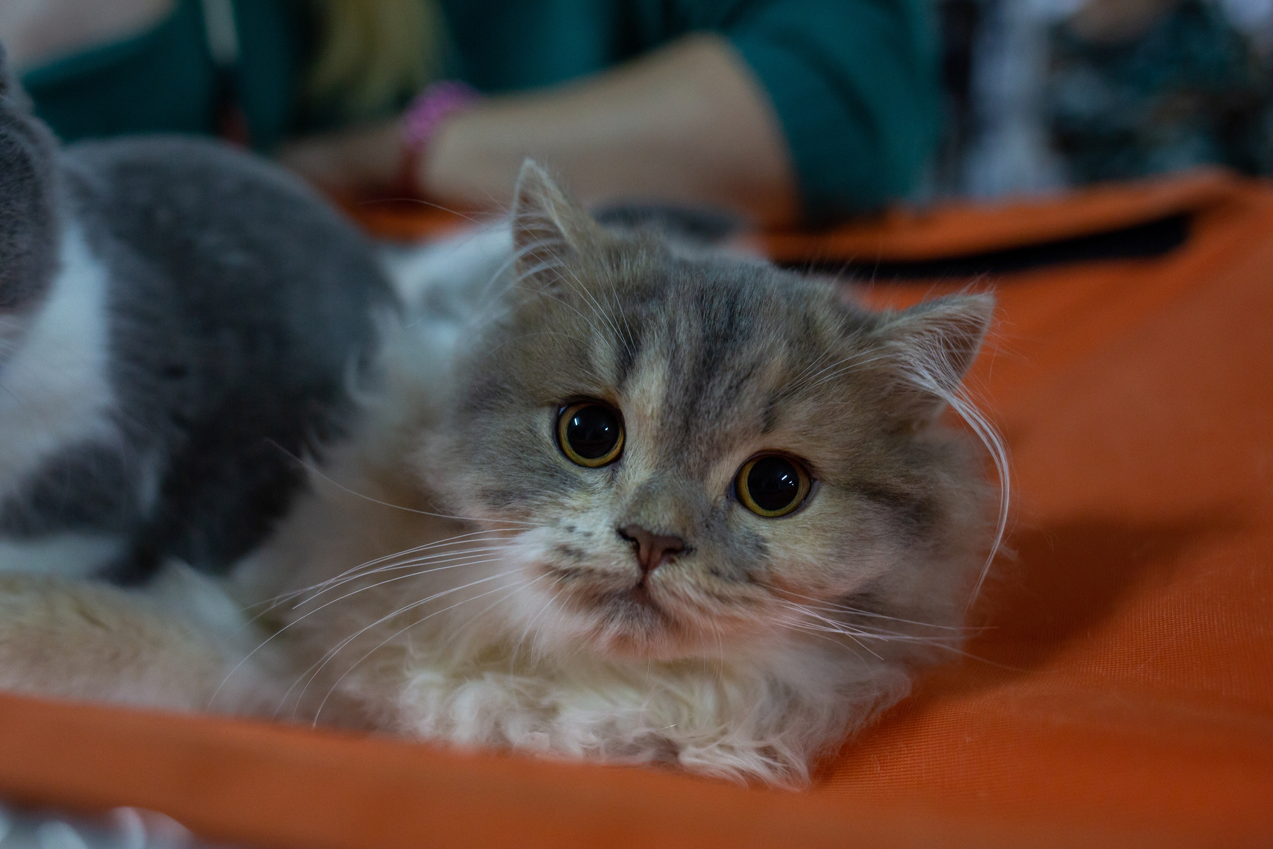 Felis 2018. Фотограф Сонкина Татьяна