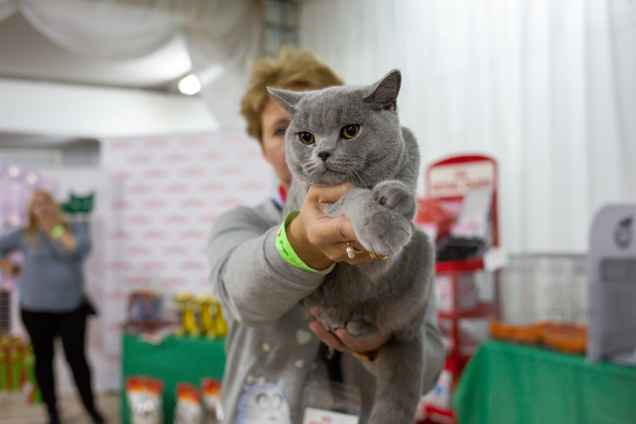 Felis 2018. Фотограф Сонкина Татьяна