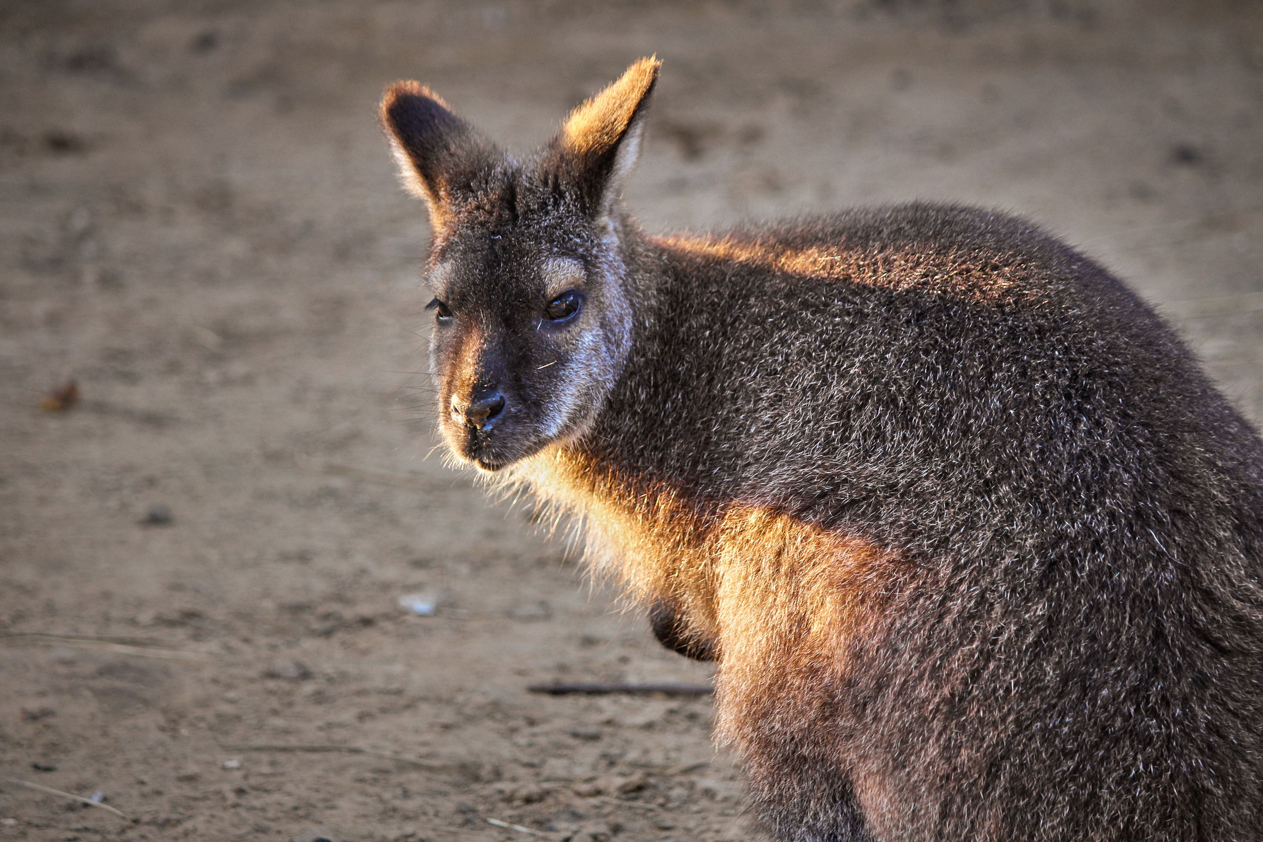 Зоопарк "Планета обезьян". Photographer Sonkina Tatiana (Tanya Ash)