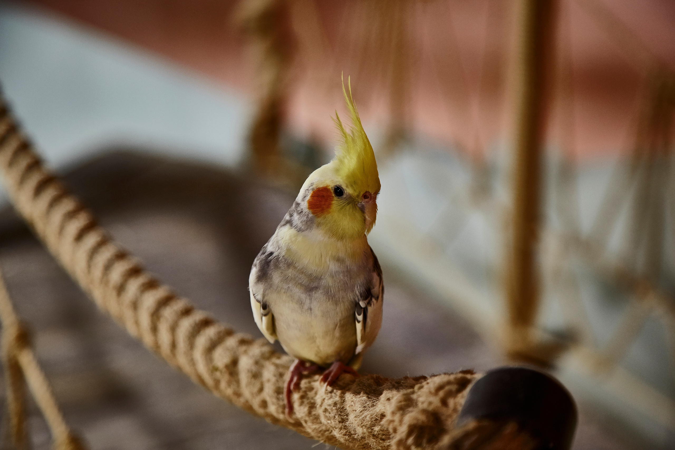 Контактный зоопарк "Белый Кенгуру". Фотограф Сонкина Татьяна