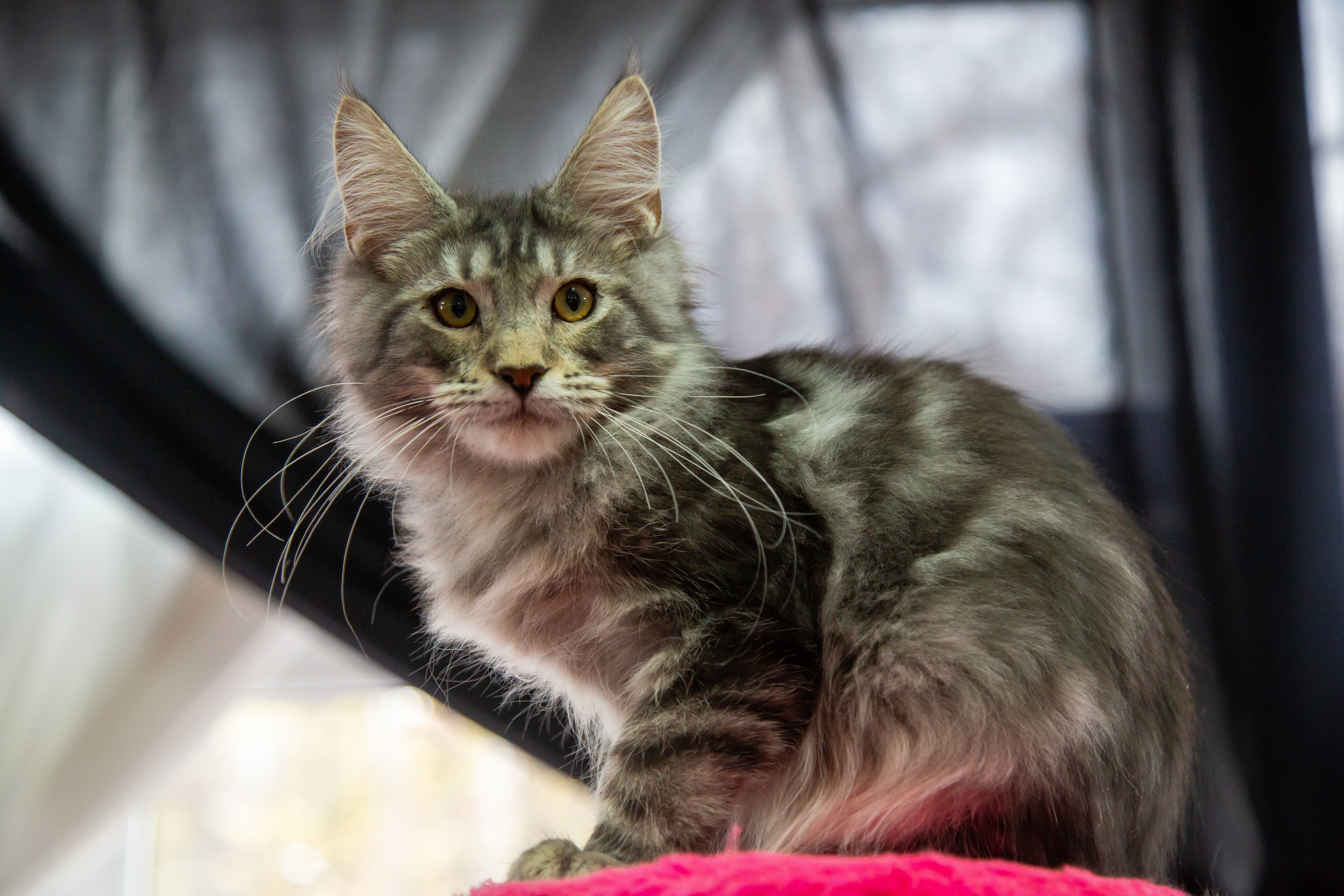 Felis 2018. Фотограф Сонкина Татьяна