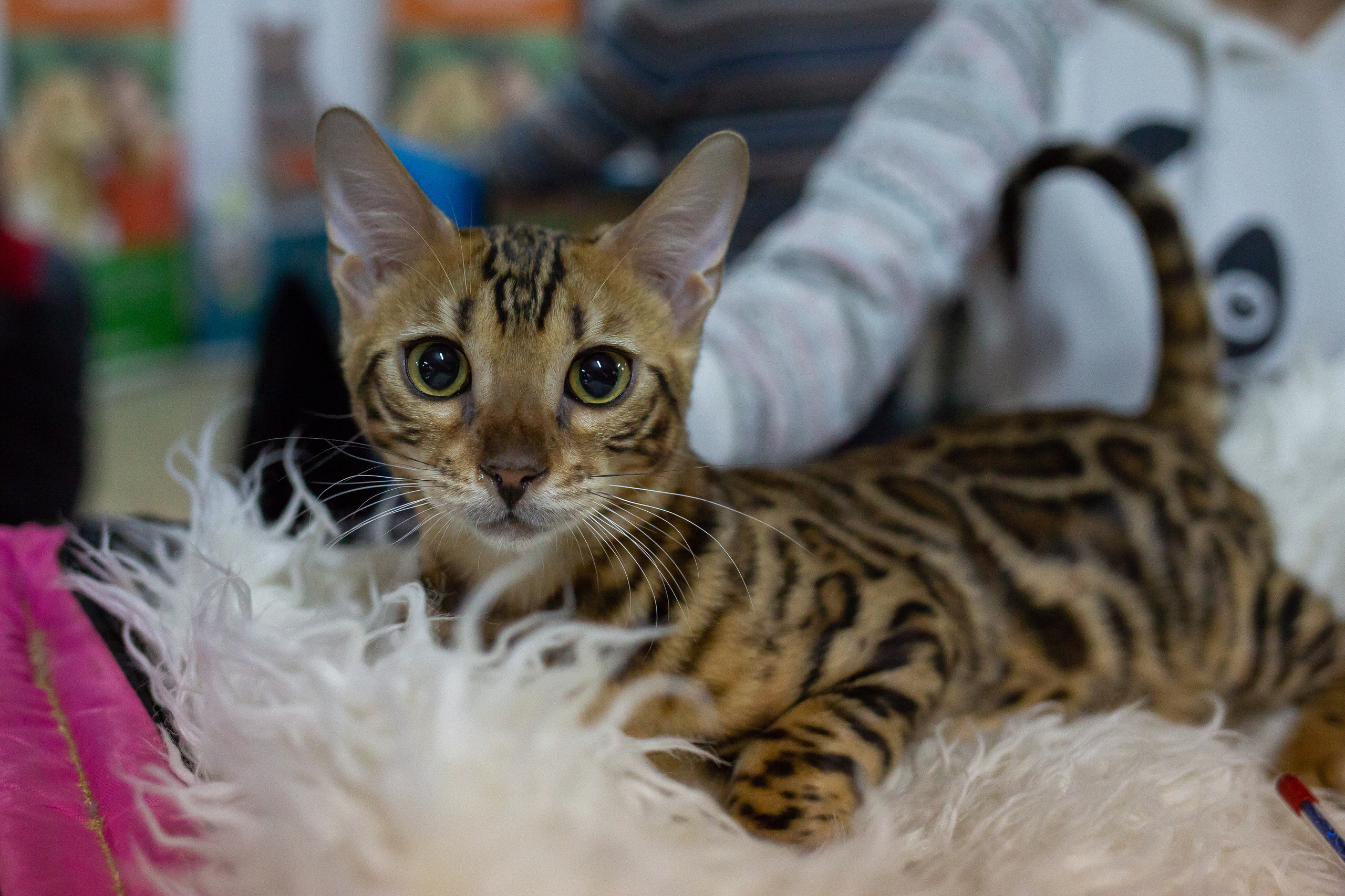 Felis 2018. Фотограф Сонкина Татьяна