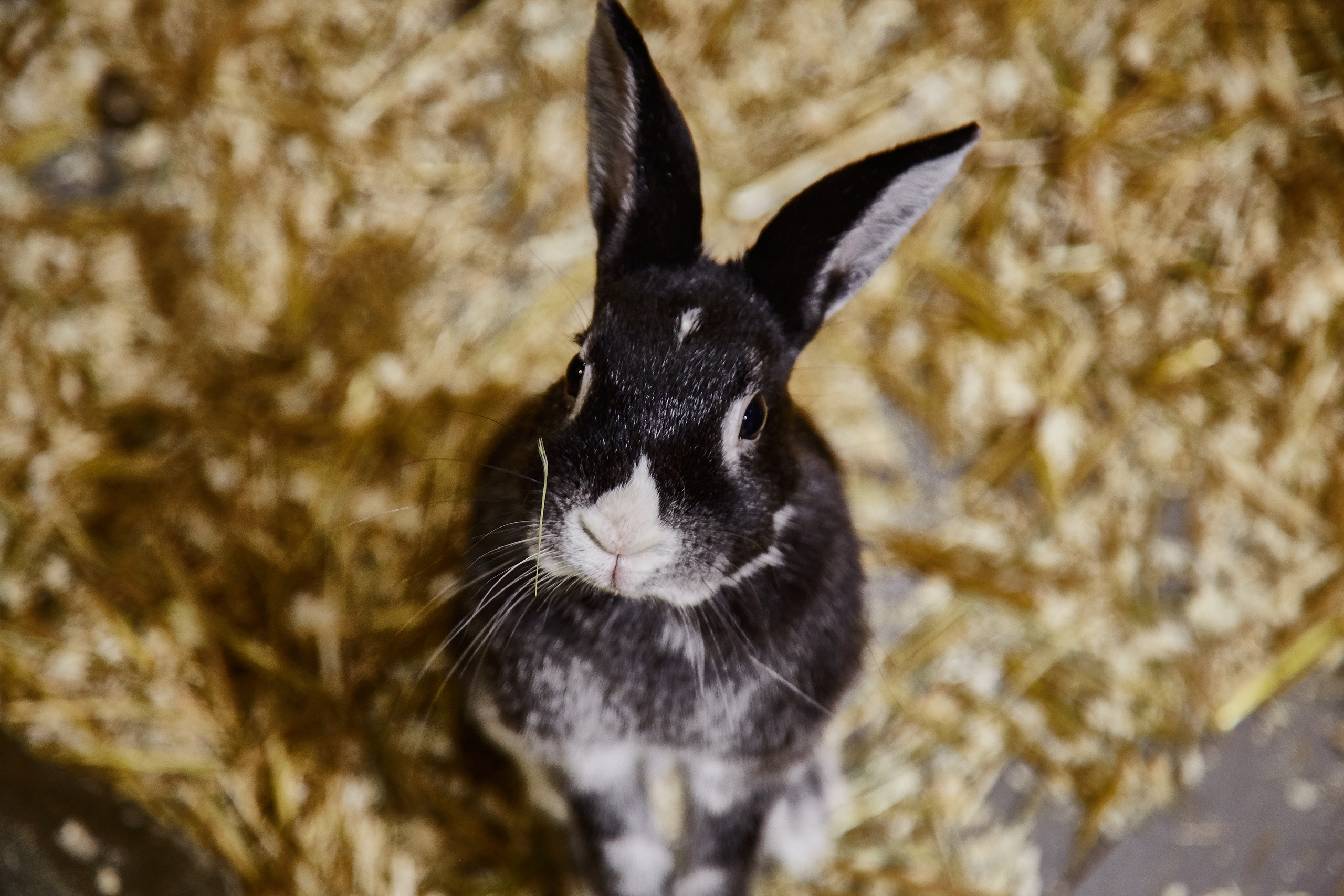 Контактный зоопарк "Белый Кенгуру". Фотограф Сонкина Татьяна