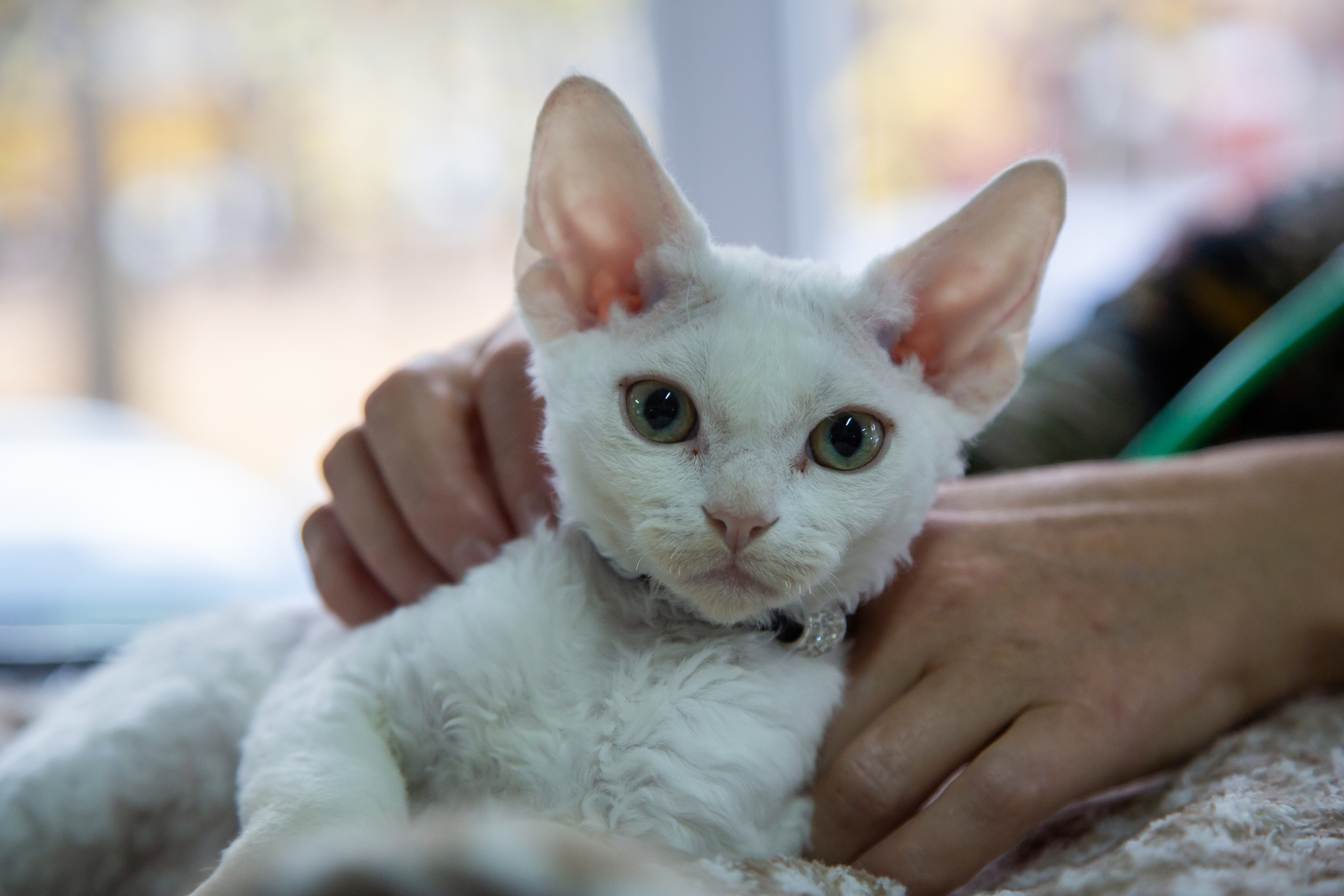 Felis 2018. Фотограф Сонкина Татьяна