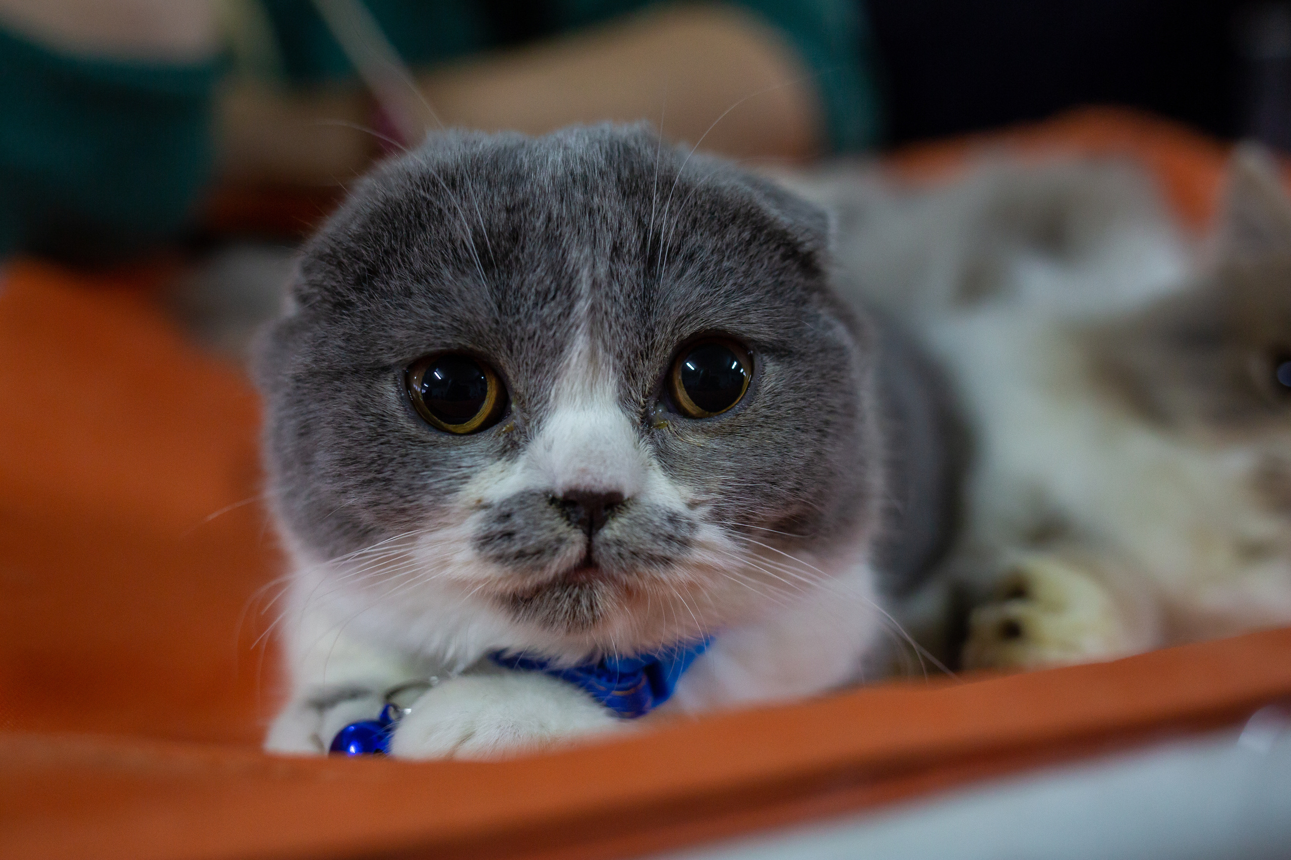 Felis 2018. Фотограф Сонкина Татьяна