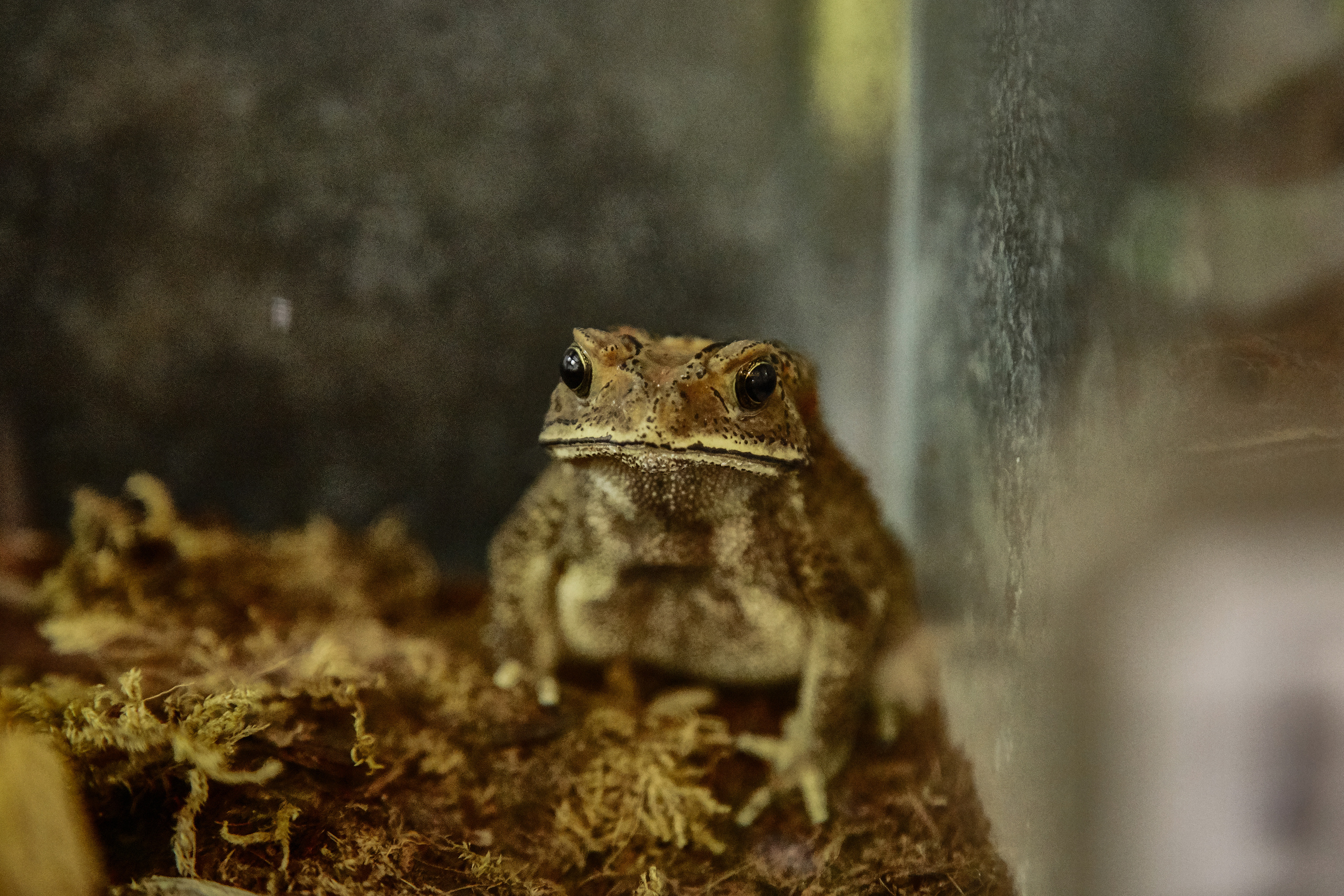 Тропикариум "Белый кенгуру". Photographer Sonkina Tatiana (Tanya Ash)