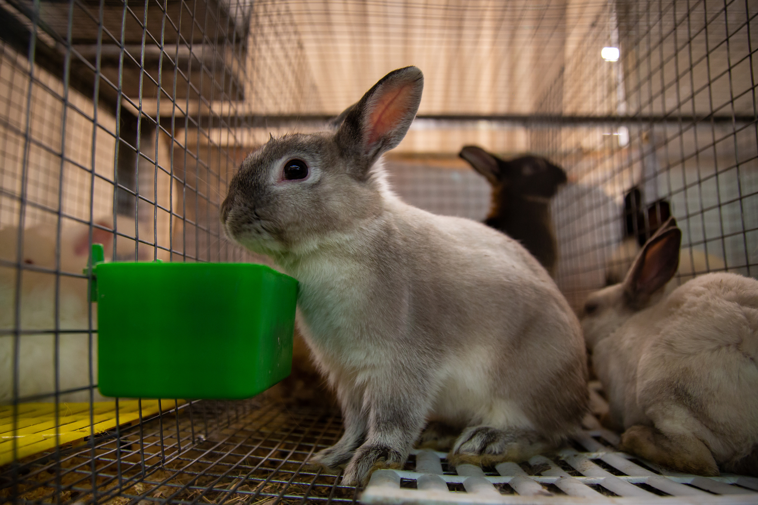 Выставка "Золотая осень". Photographer Sonkina Tatiana (Tanya Ash)