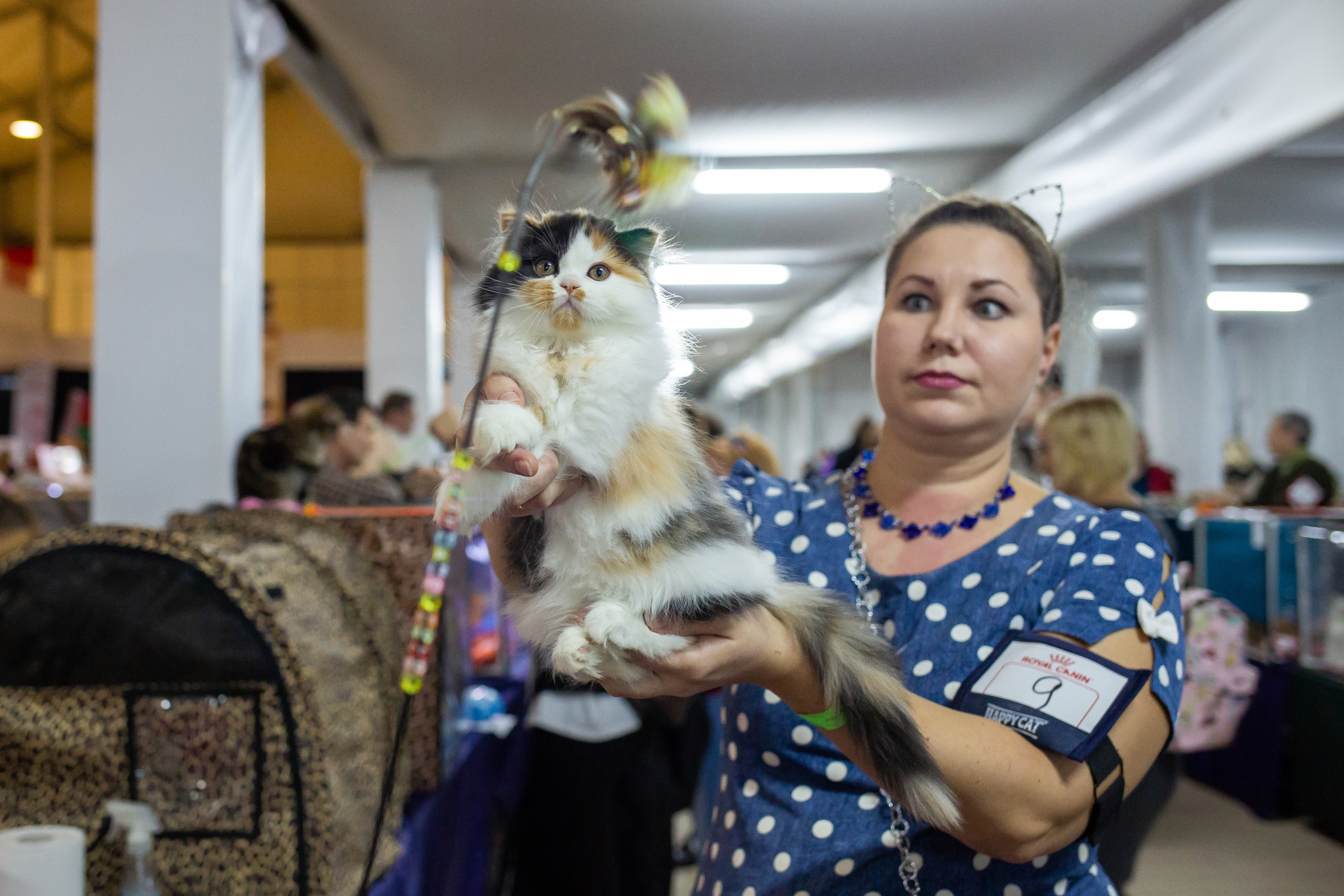 Felis 2018. Фотограф Сонкина Татьяна