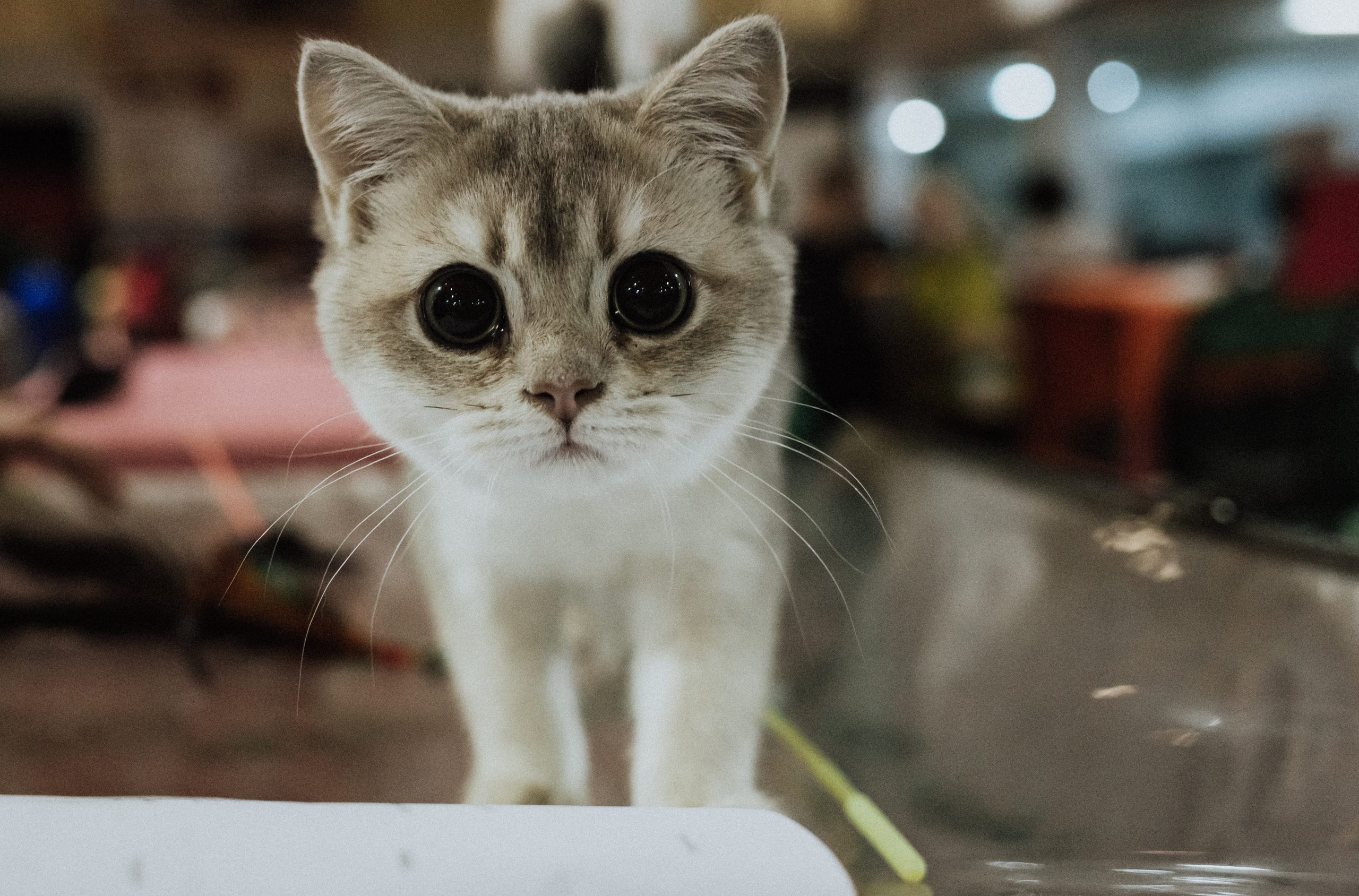 Felis 2018. Фотограф Сонкина Татьяна