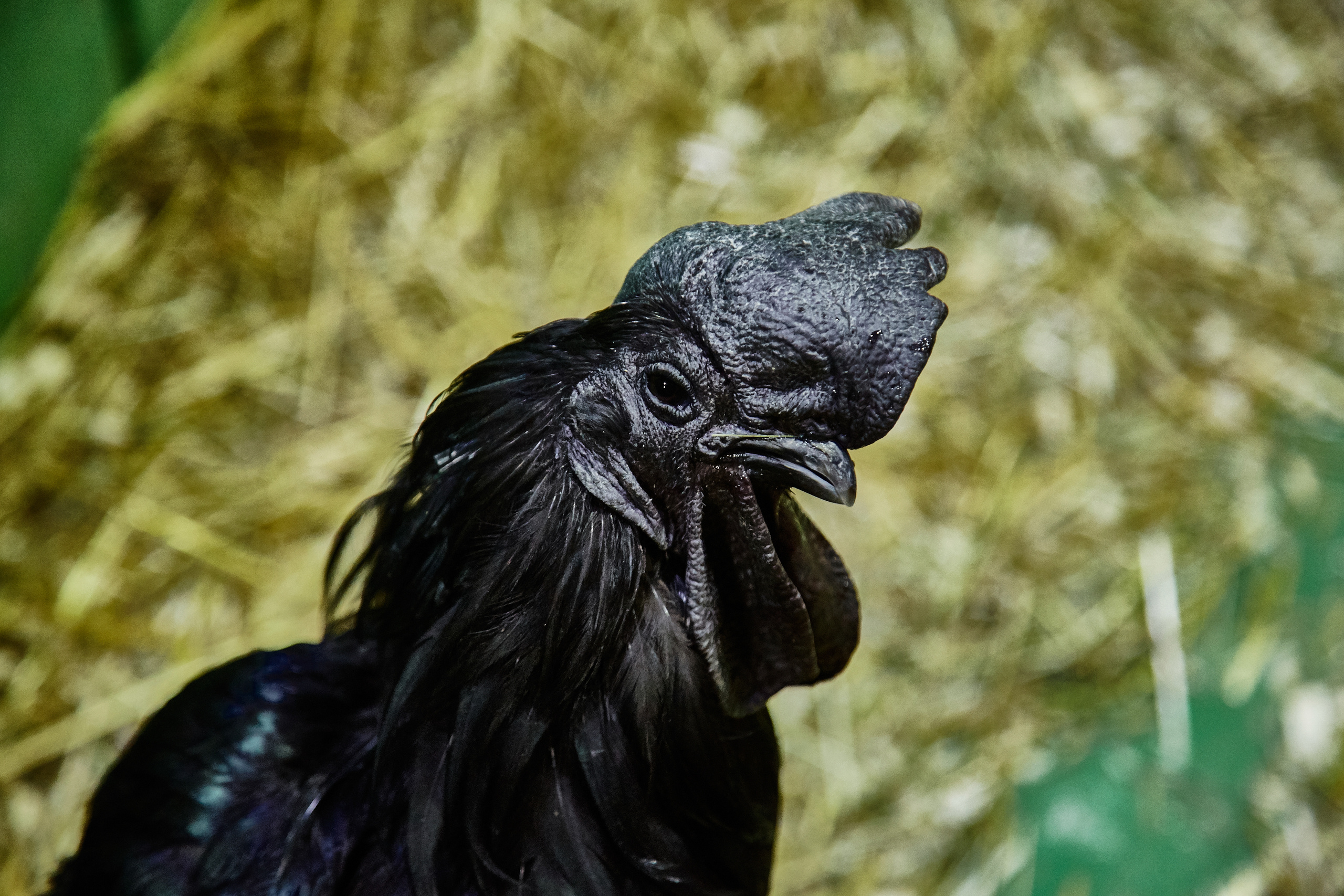 Контактный зоопарк "Белый Кенгуру". Фотограф Сонкина Татьяна