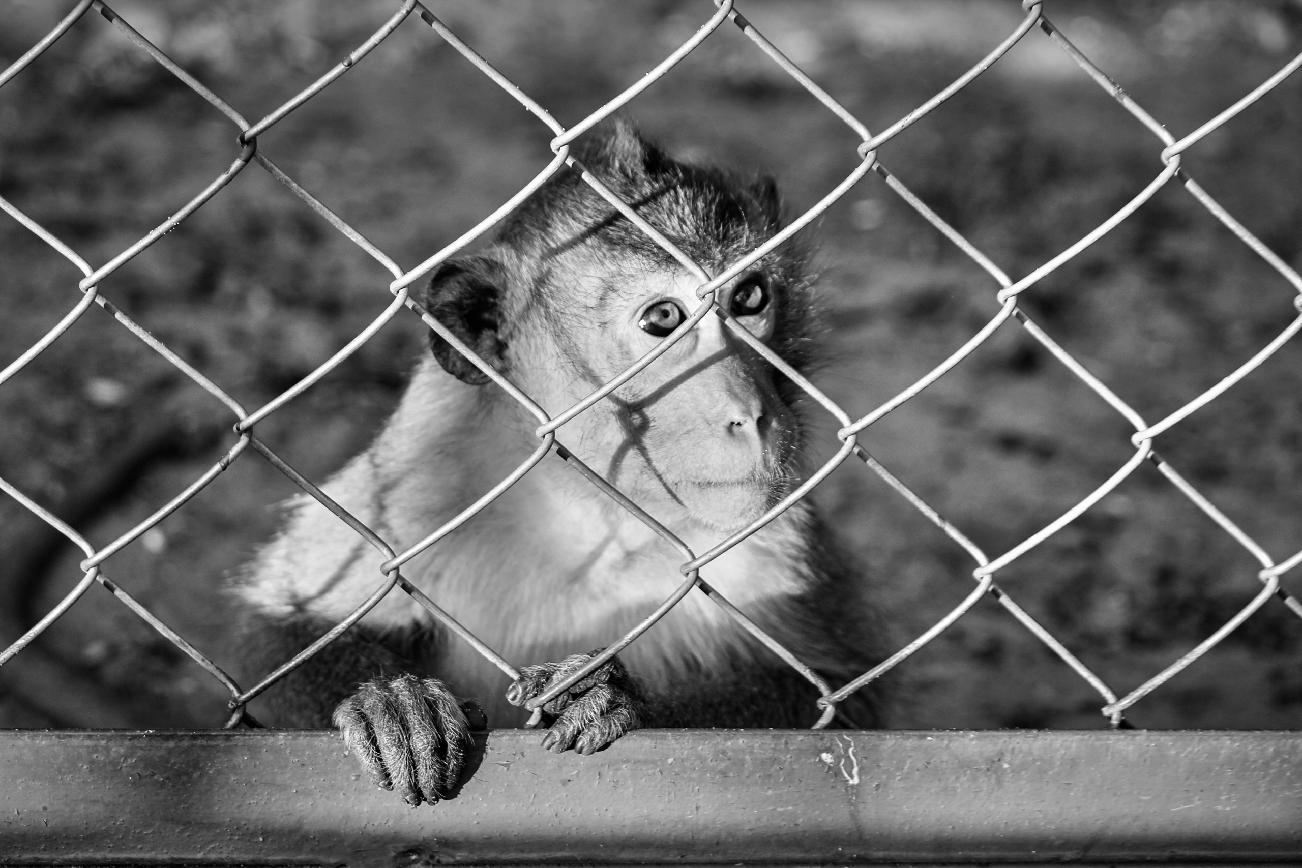 Зоопарк "Планета обезьян". Photographer Sonkina Tatiana (Tanya Ash)
