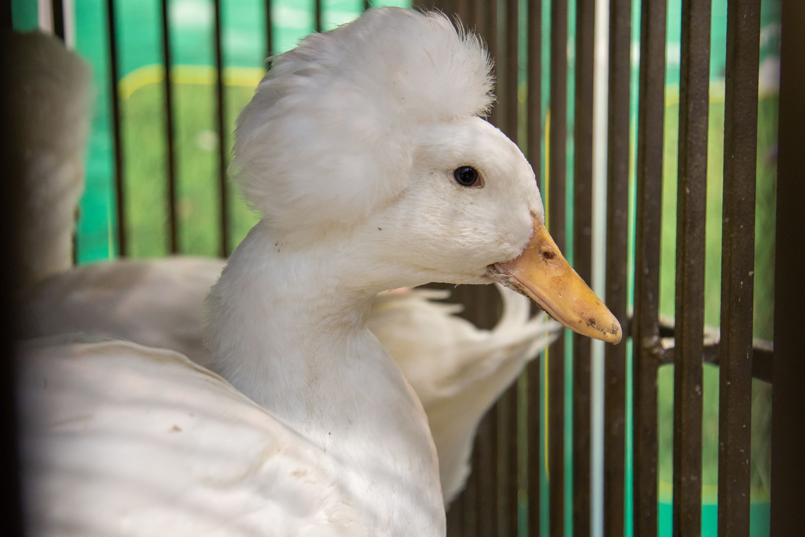 Выставка "Золотая осень". Photographer Sonkina Tatiana (Tanya Ash)
