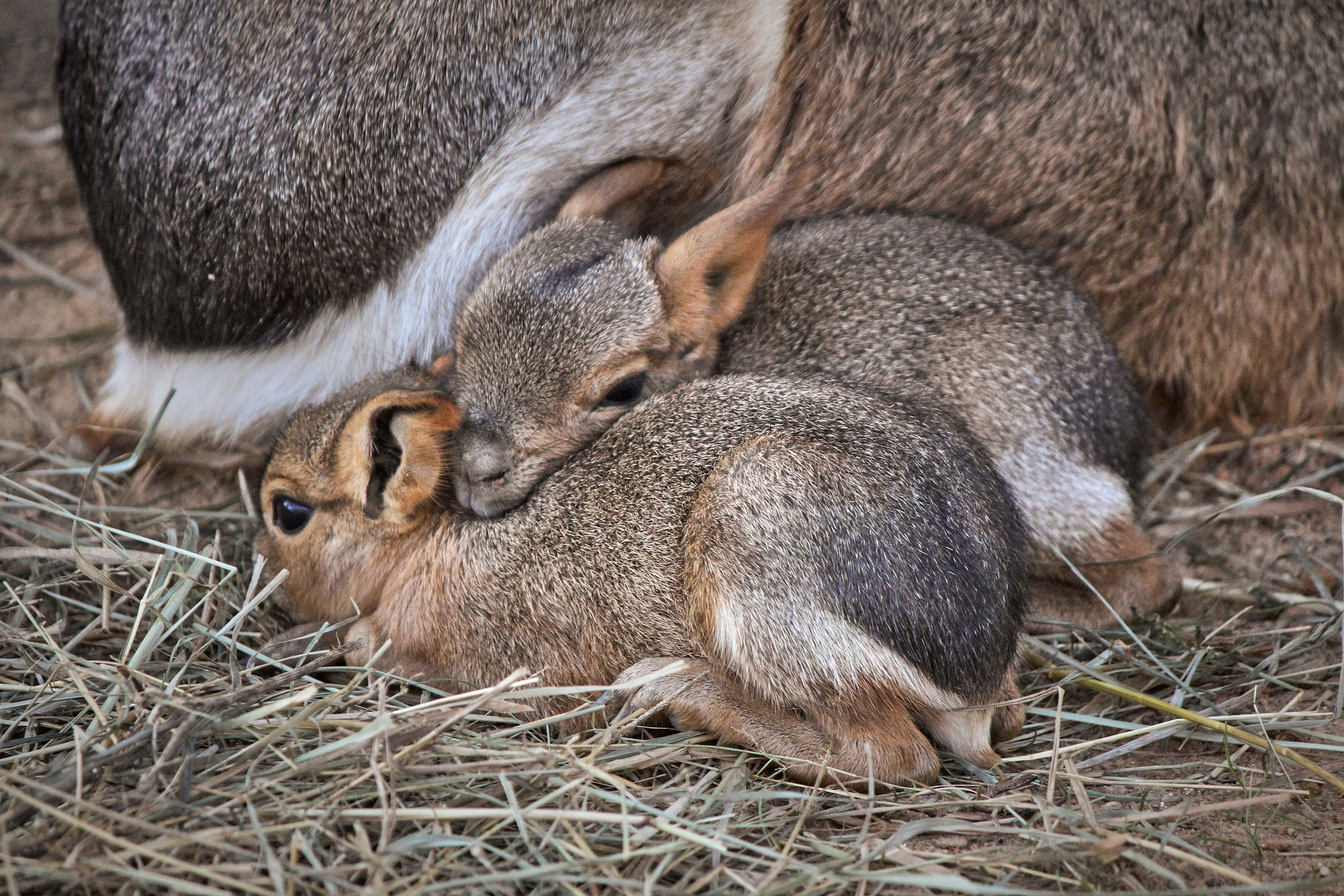 Зоопарк "Планета обезьян". Photographer Sonkina Tatiana (Tanya Ash)