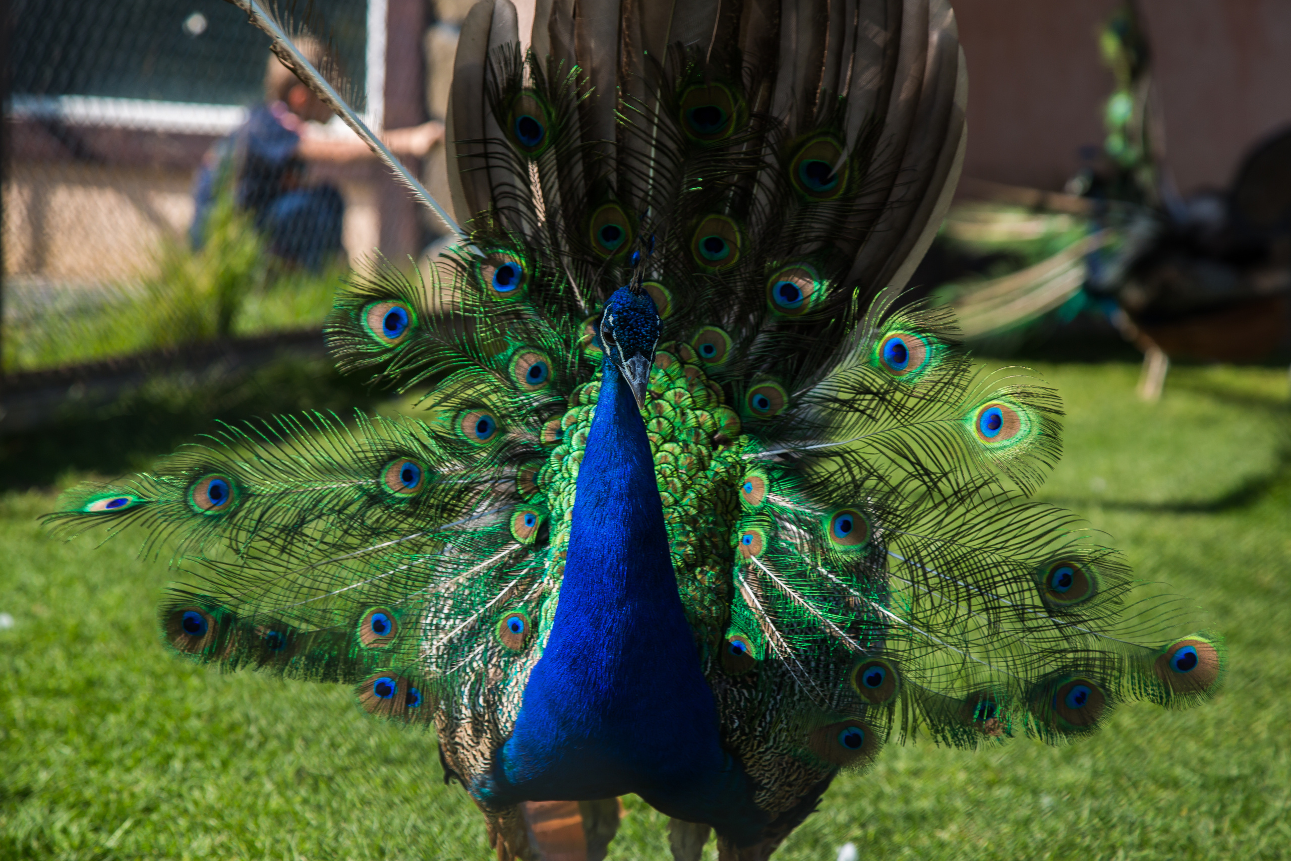 Экзотик Парк. Фотограф Сонкина Татьяна
