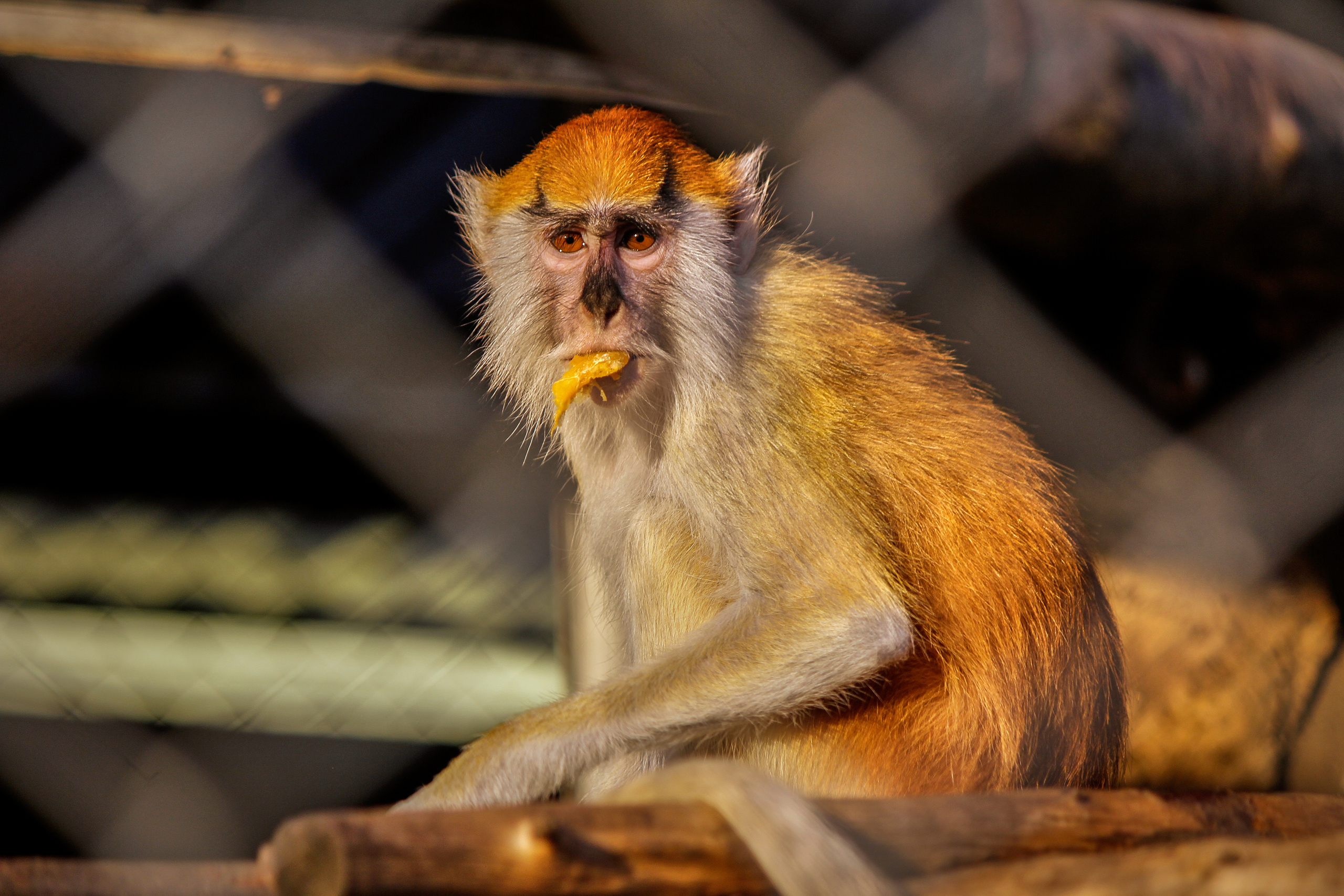 Зоопарк "Планета обезьян". Photographer Sonkina Tatiana (Tanya Ash)