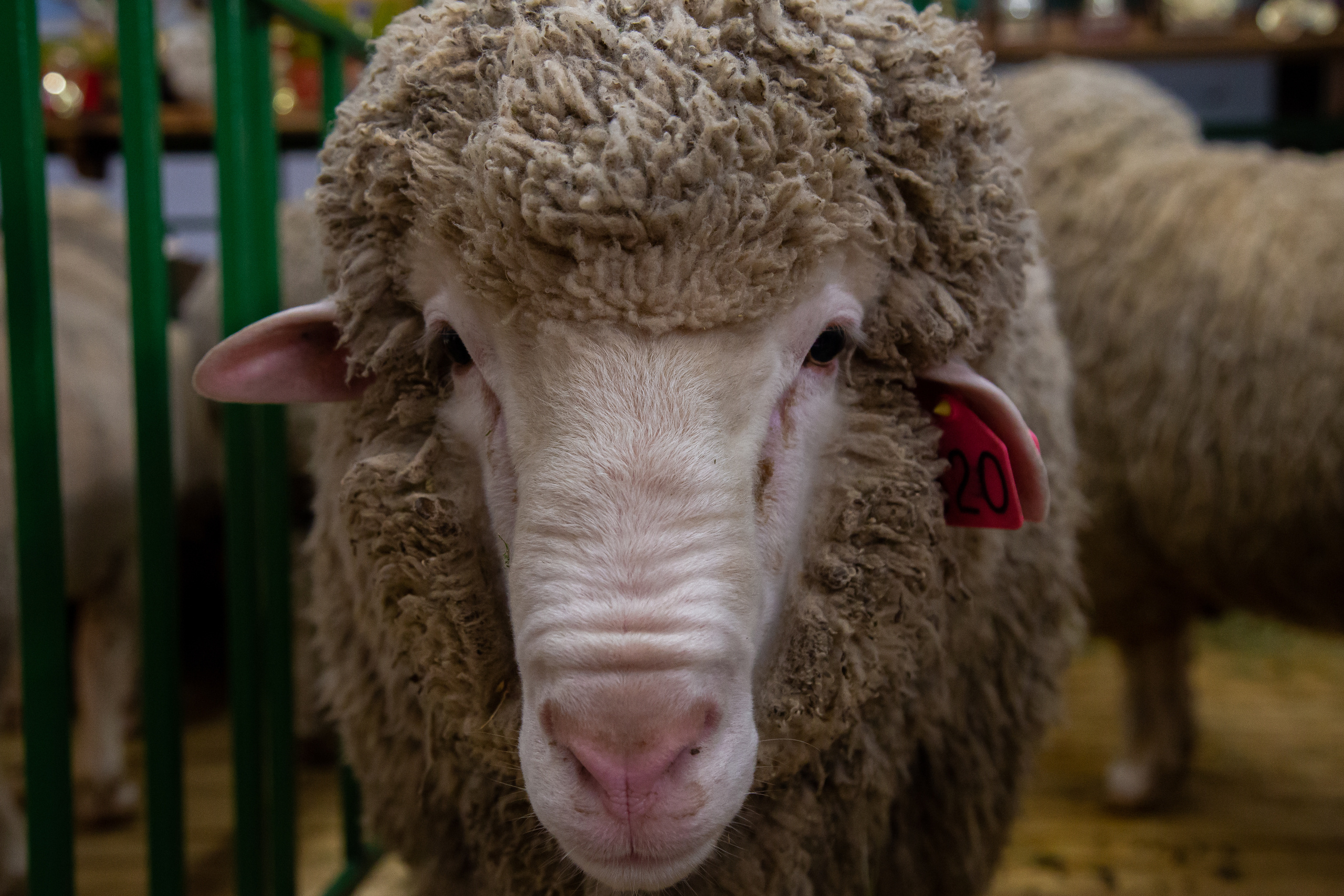 Выставка "Золотая осень". Photographer Sonkina Tatiana (Tanya Ash)