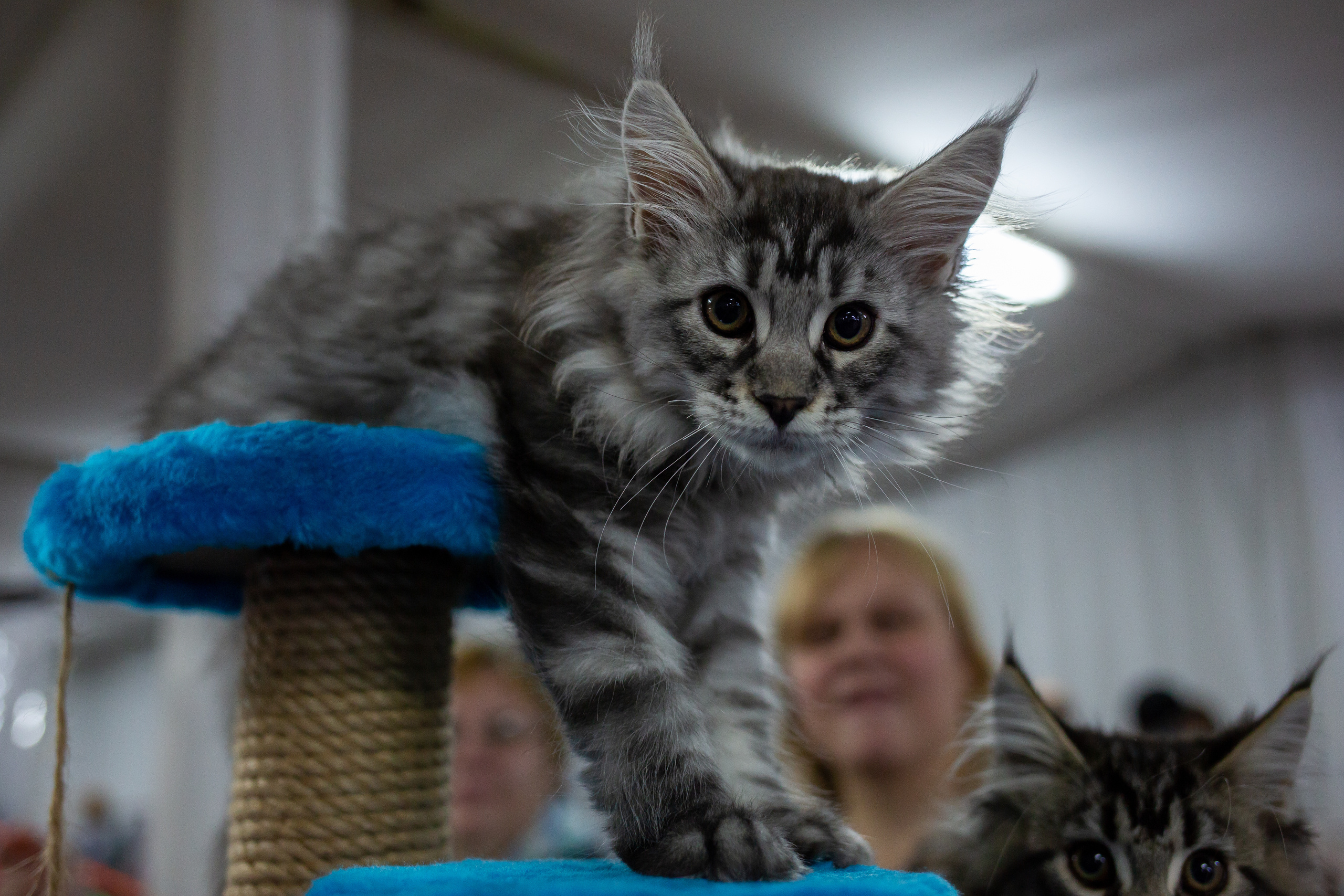 Felis 2018. Фотограф Сонкина Татьяна