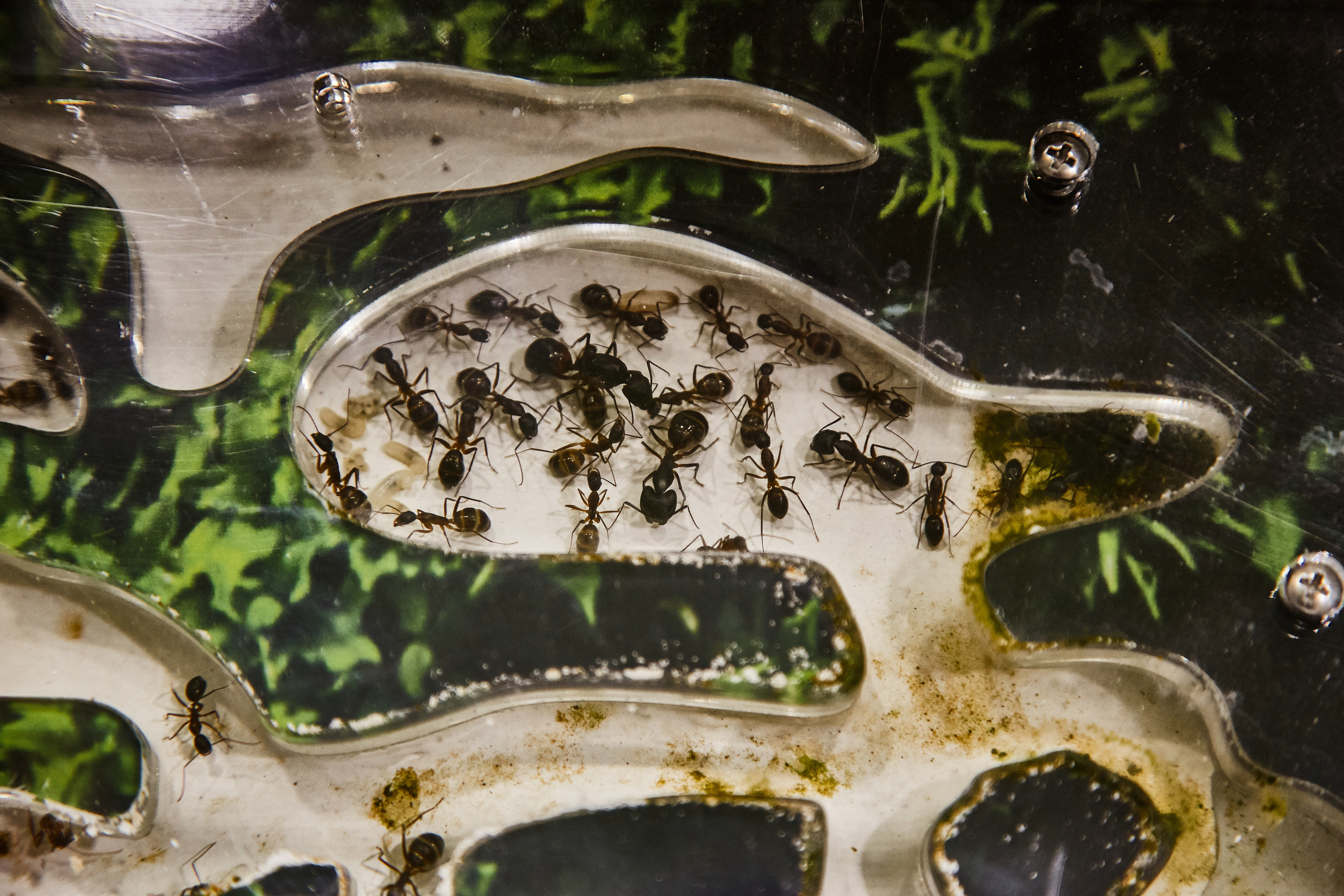 Тропикариум "Белый кенгуру". Photographer Sonkina Tatiana (Tanya Ash)