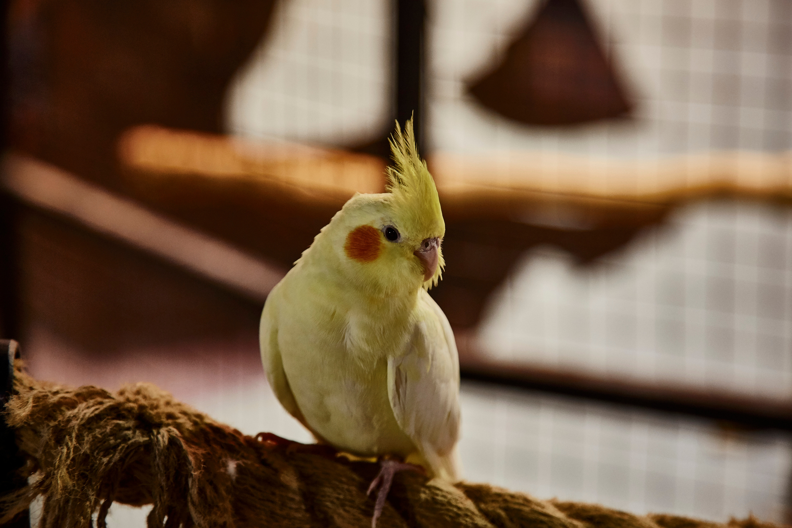 Контактный зоопарк "Белый Кенгуру". Фотограф Сонкина Татьяна